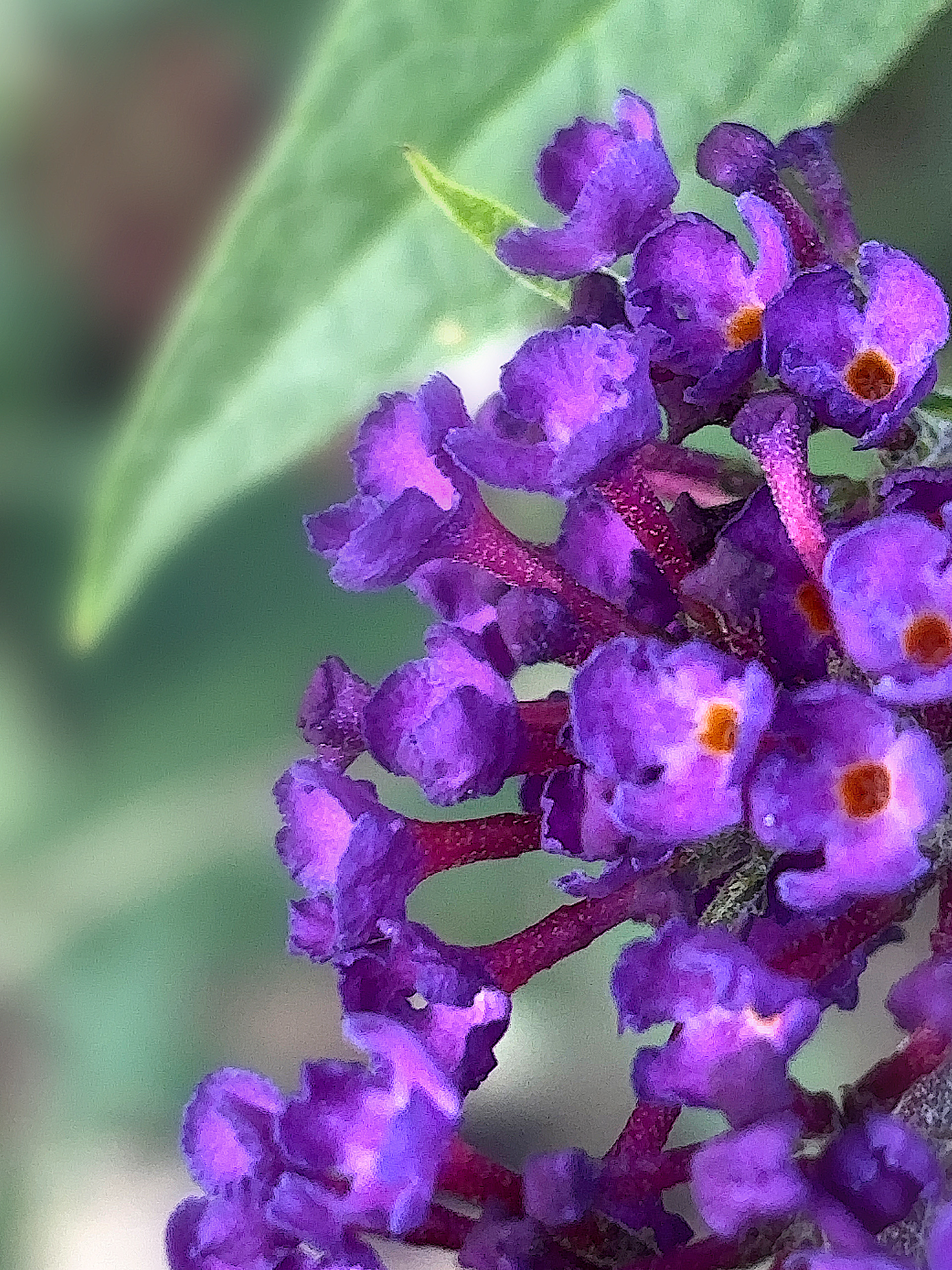 Blüten vom Sommerflieder