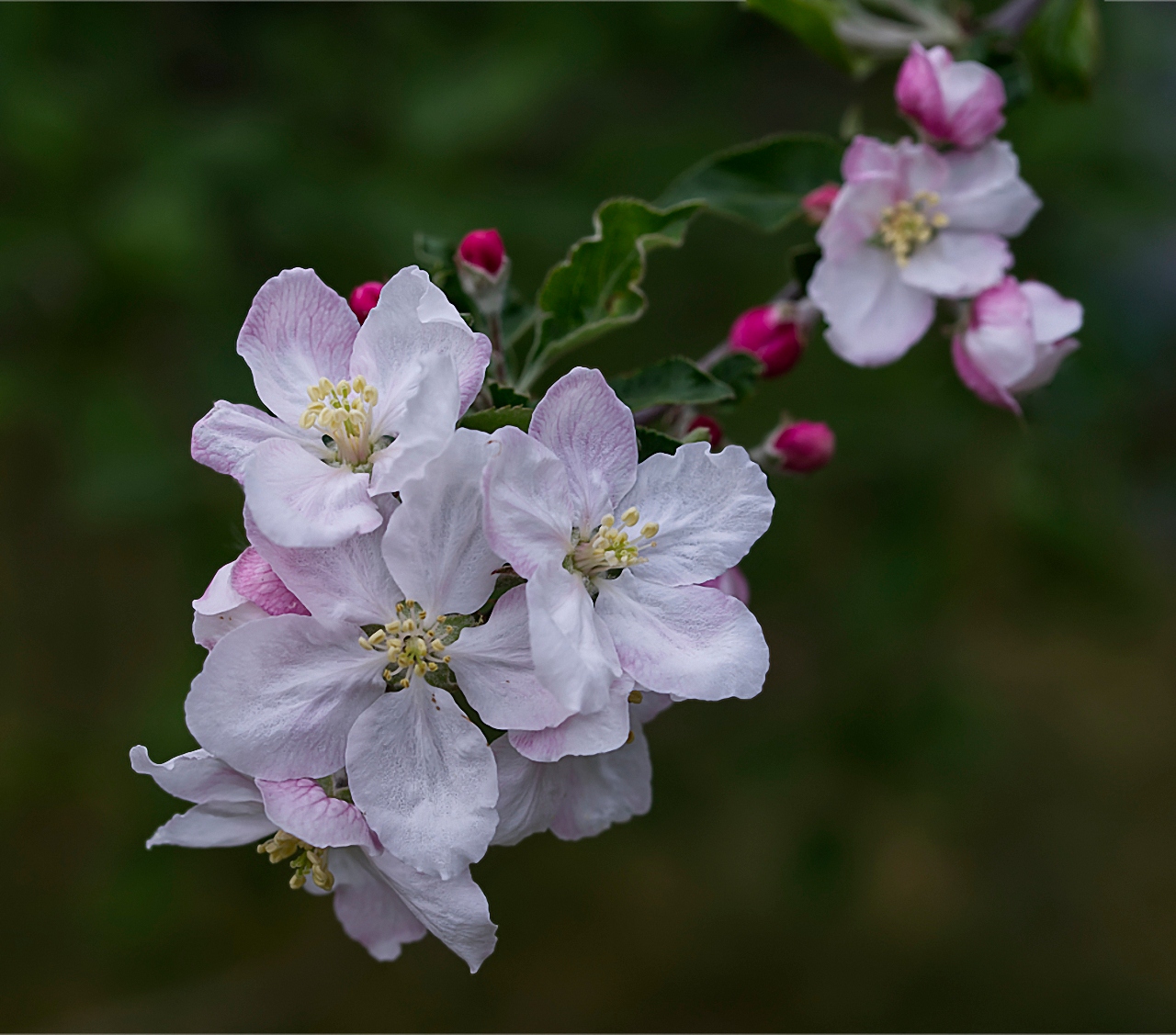 Blüten von unserem Apfelbaum