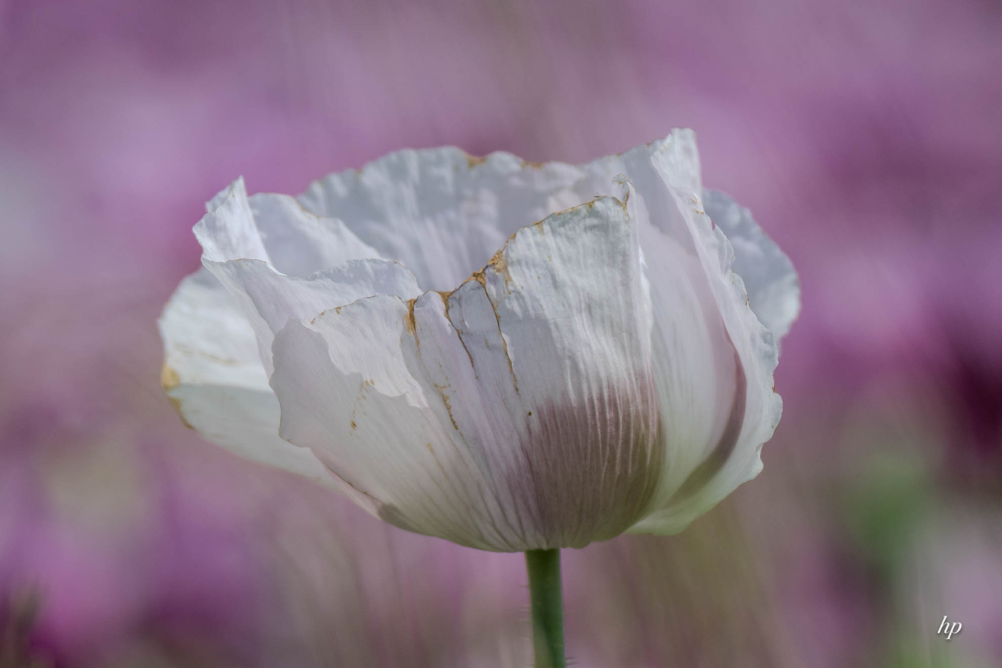 blüten - weiß