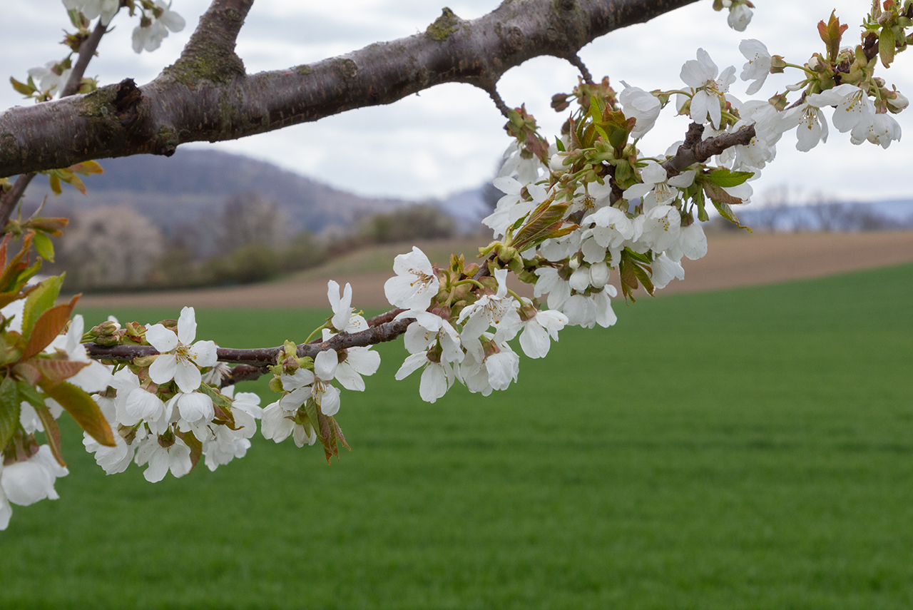 Blüten