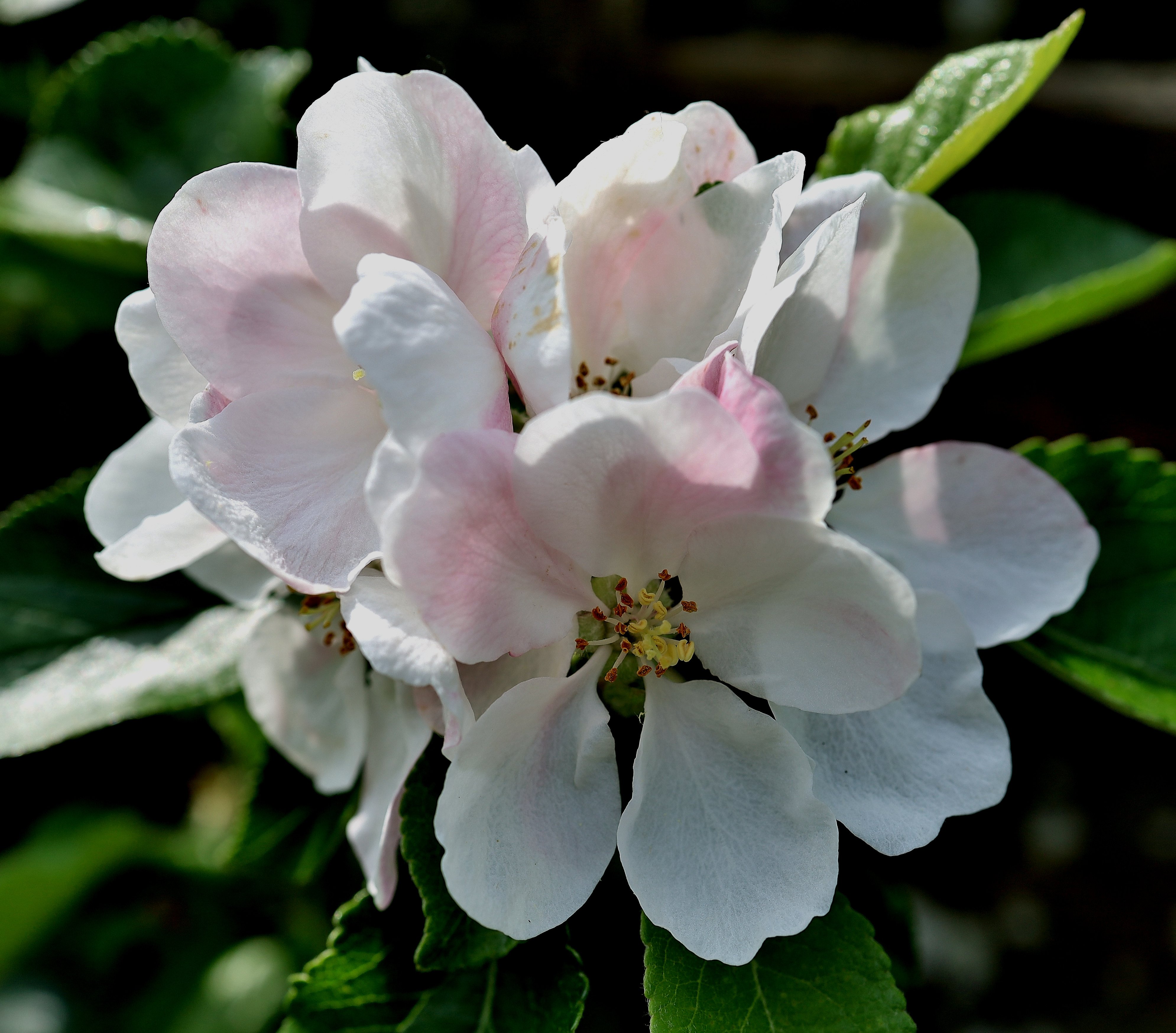 Blüten