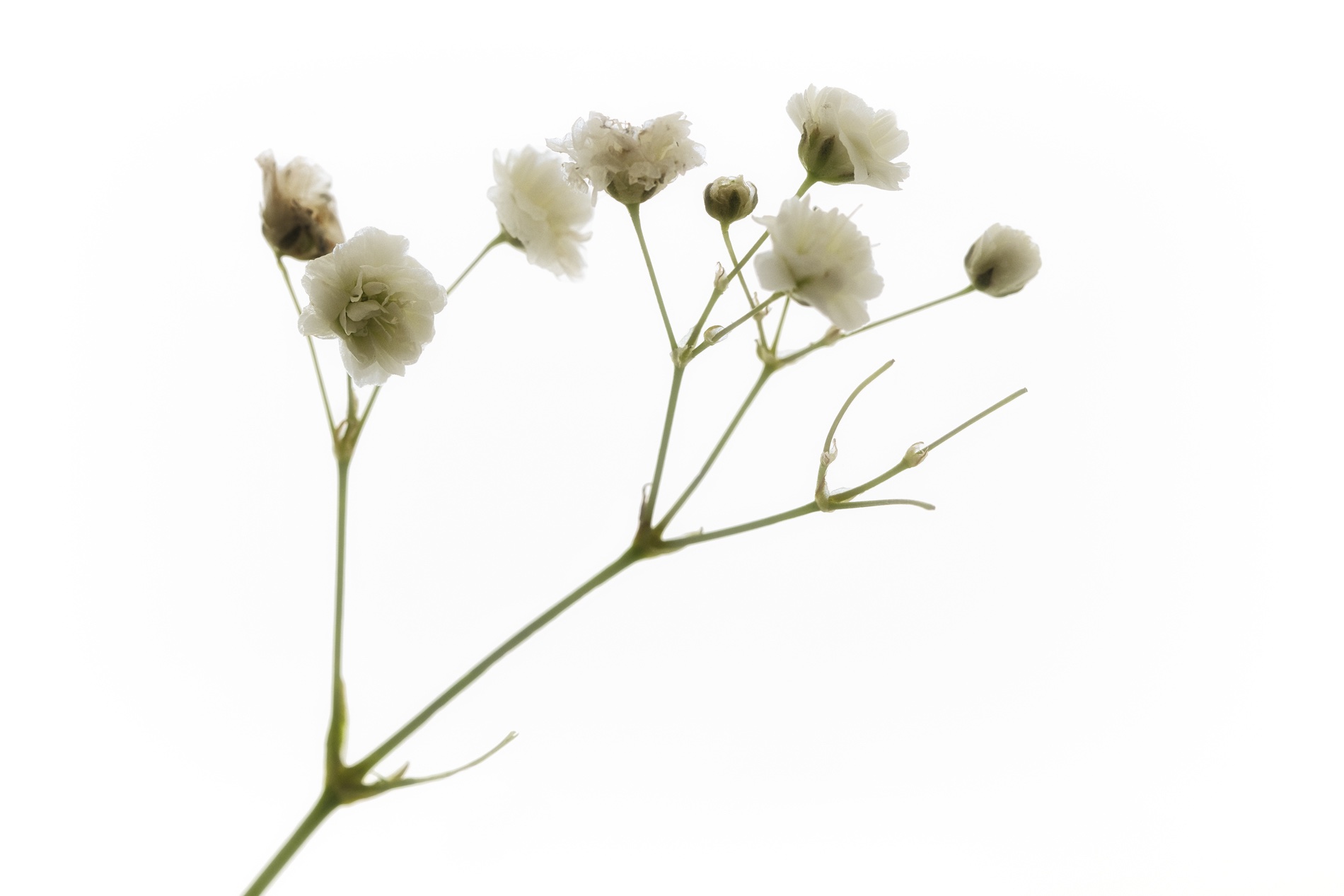 Blüten