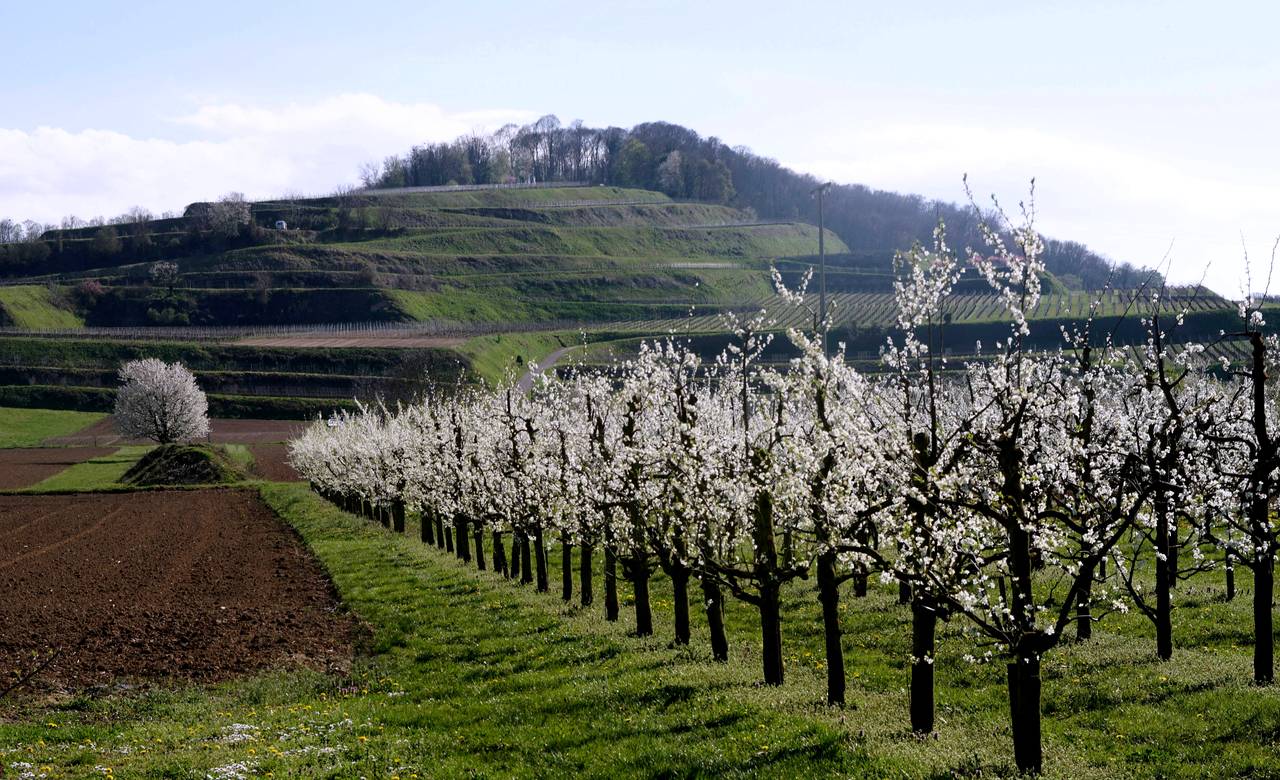 Blütenbäume