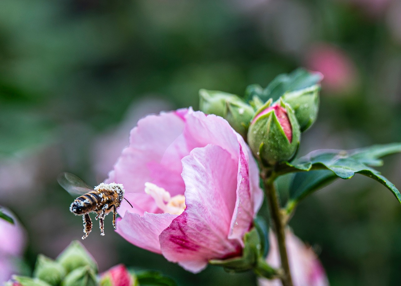 Blütenpollen