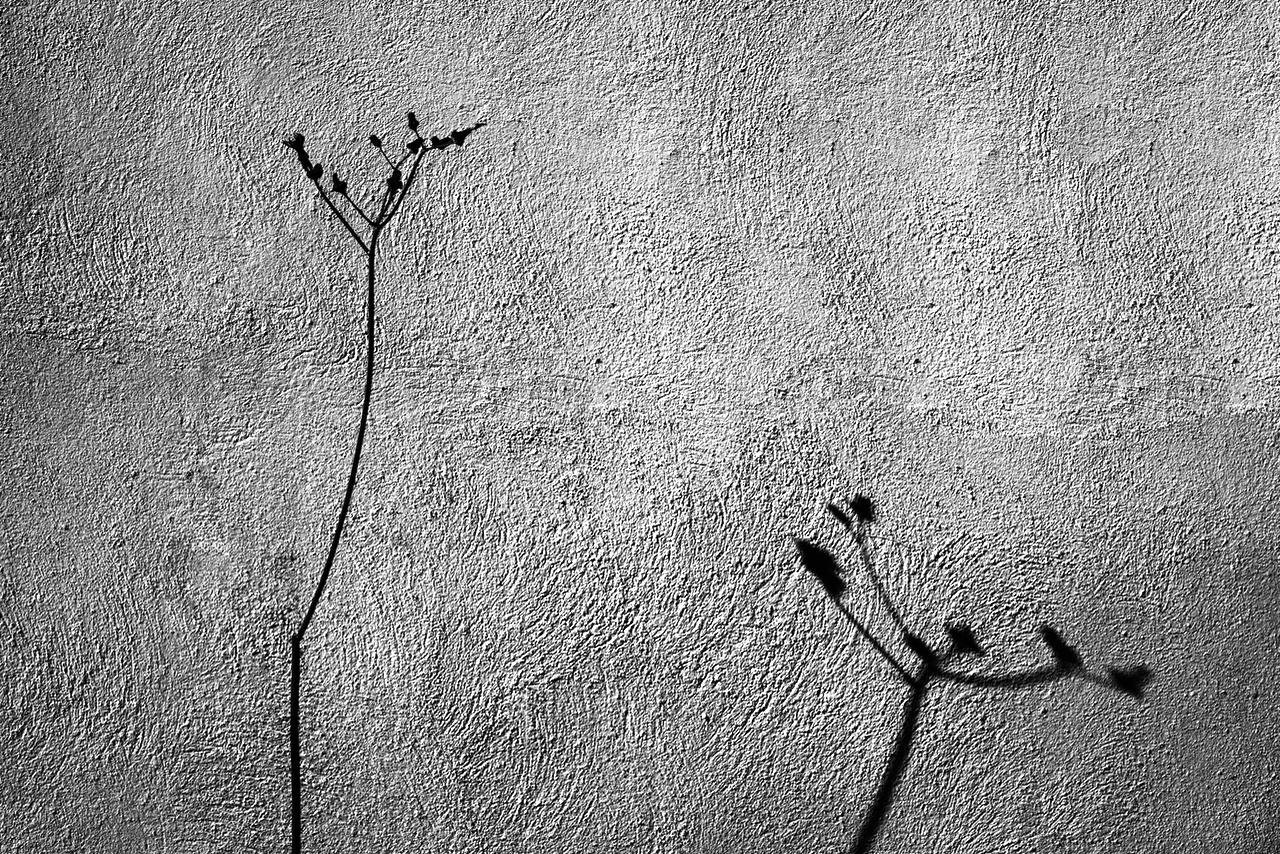 Blume mit Schatten