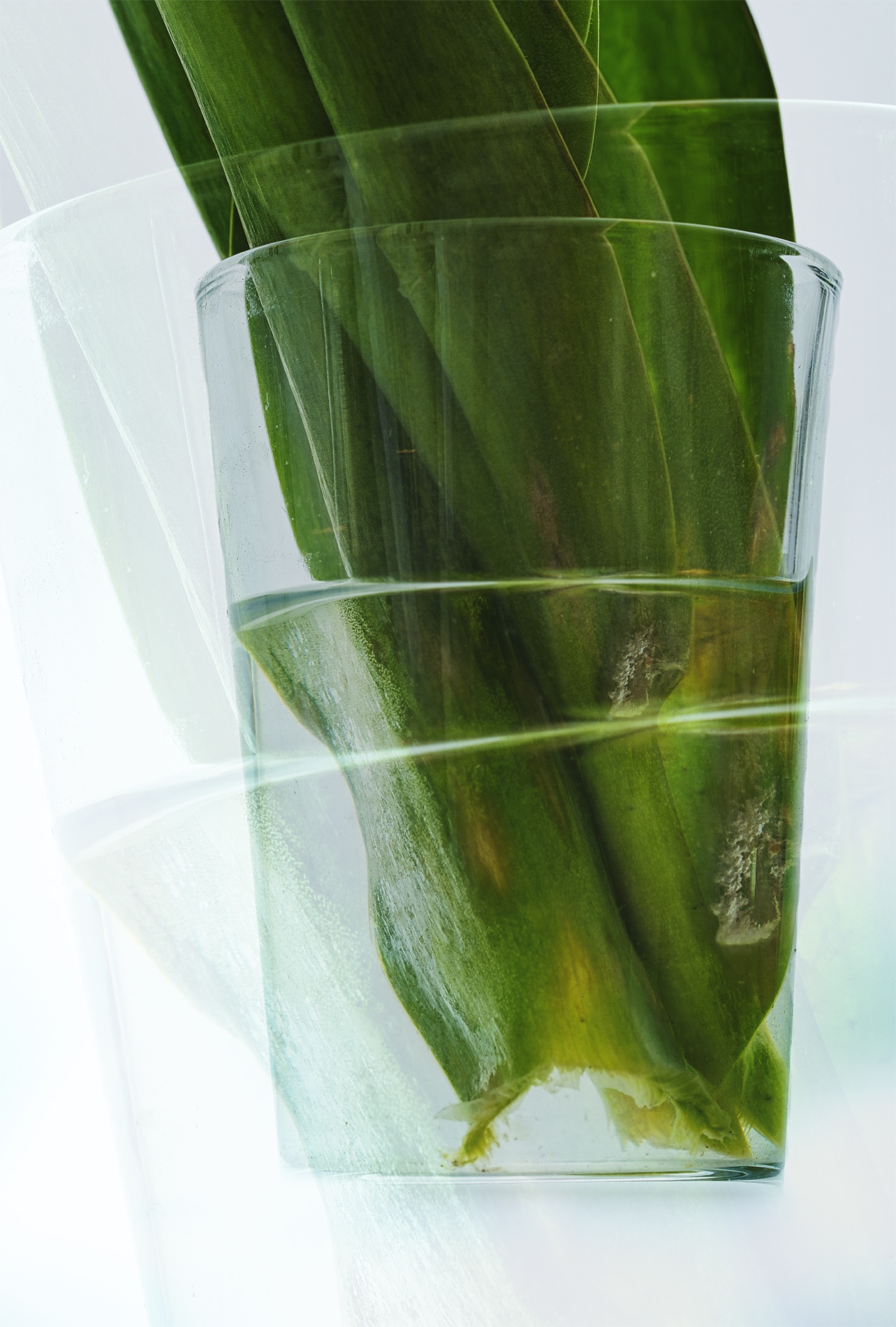 Blumen im Glas