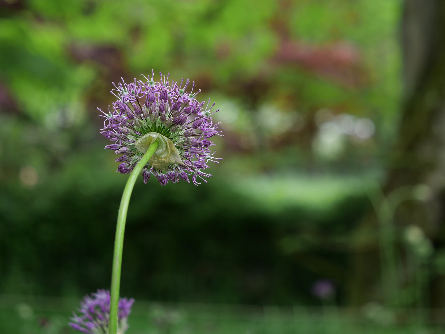 Blumen Zwiebel