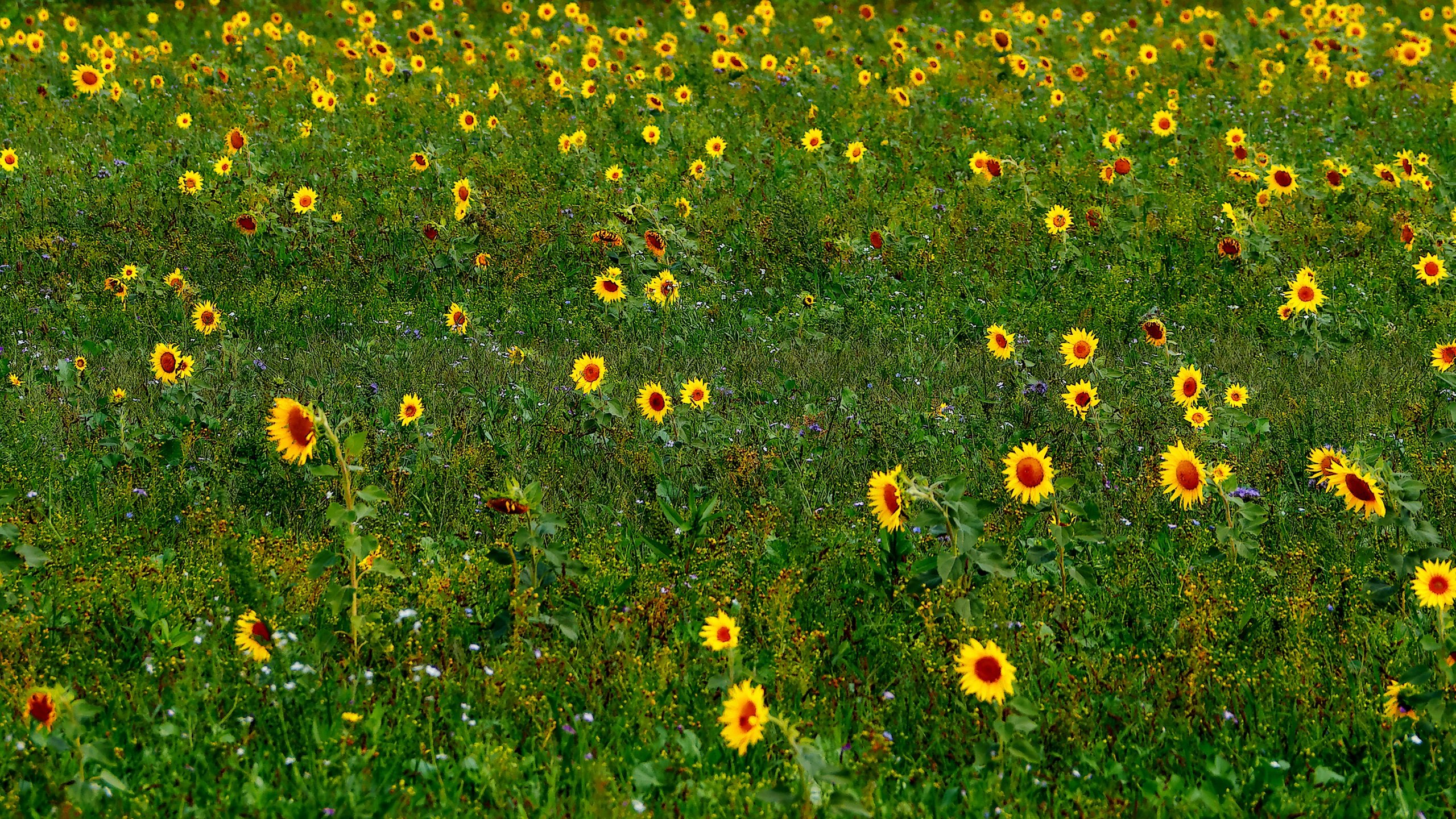 Blumenwiese