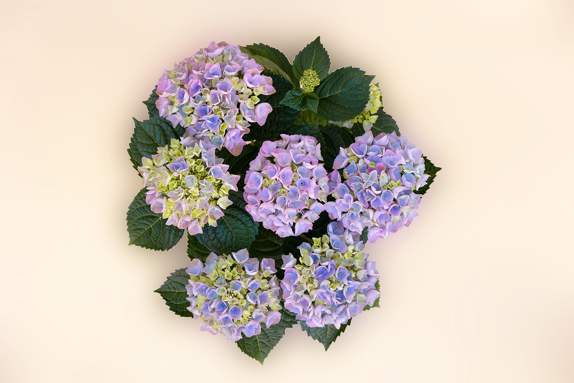 Blumige Juni-Grüße