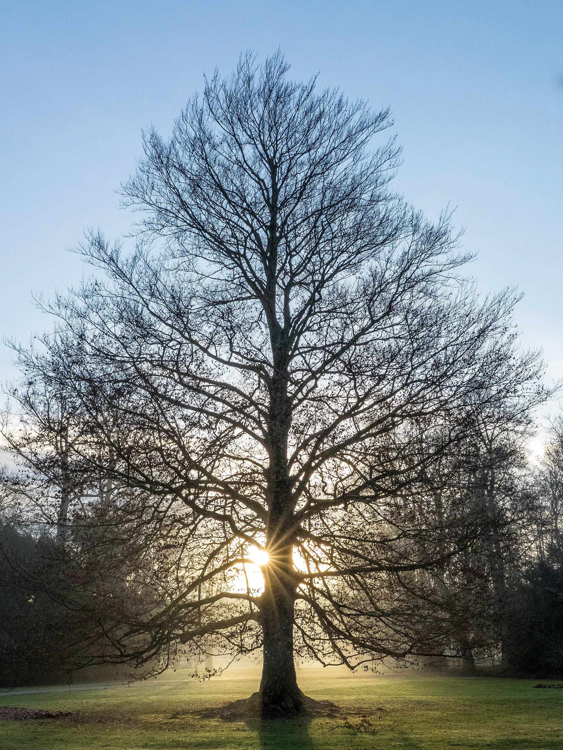 Blut-Buche im Dezember