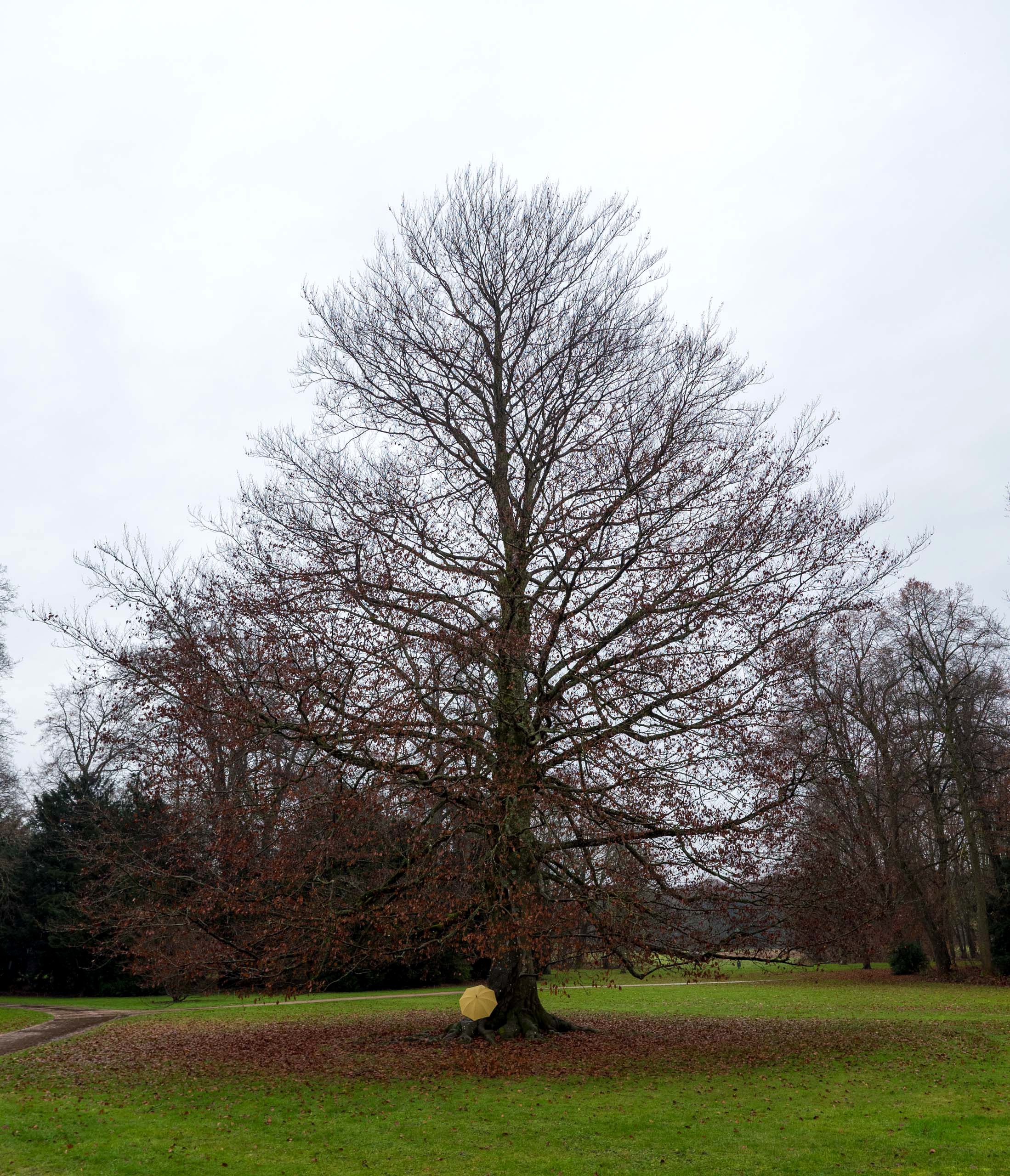 Blut-Buche im November