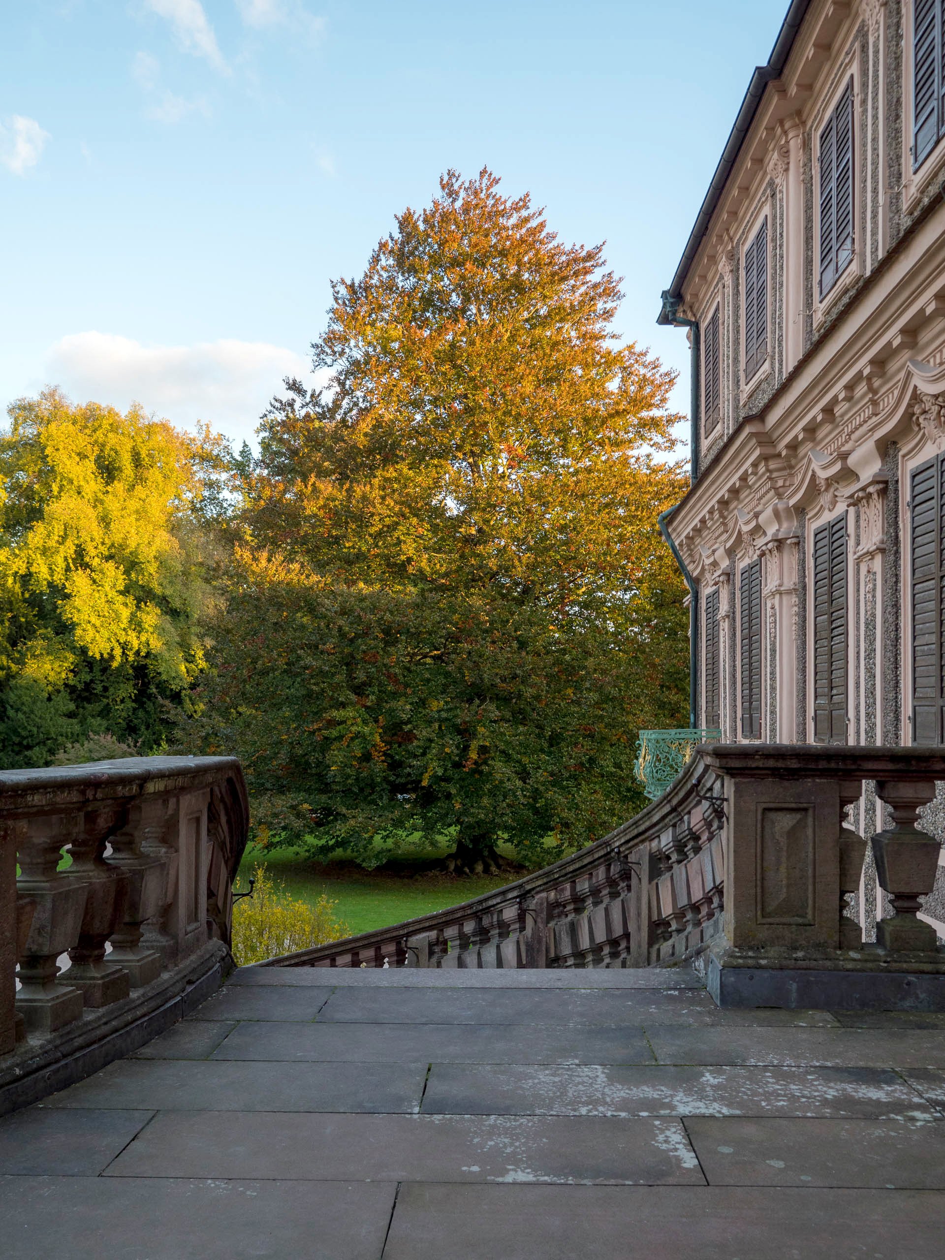 Blut-Buche im Oktober