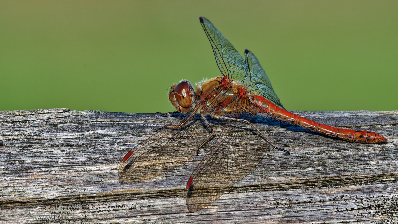 Blutrote Heidelibelle