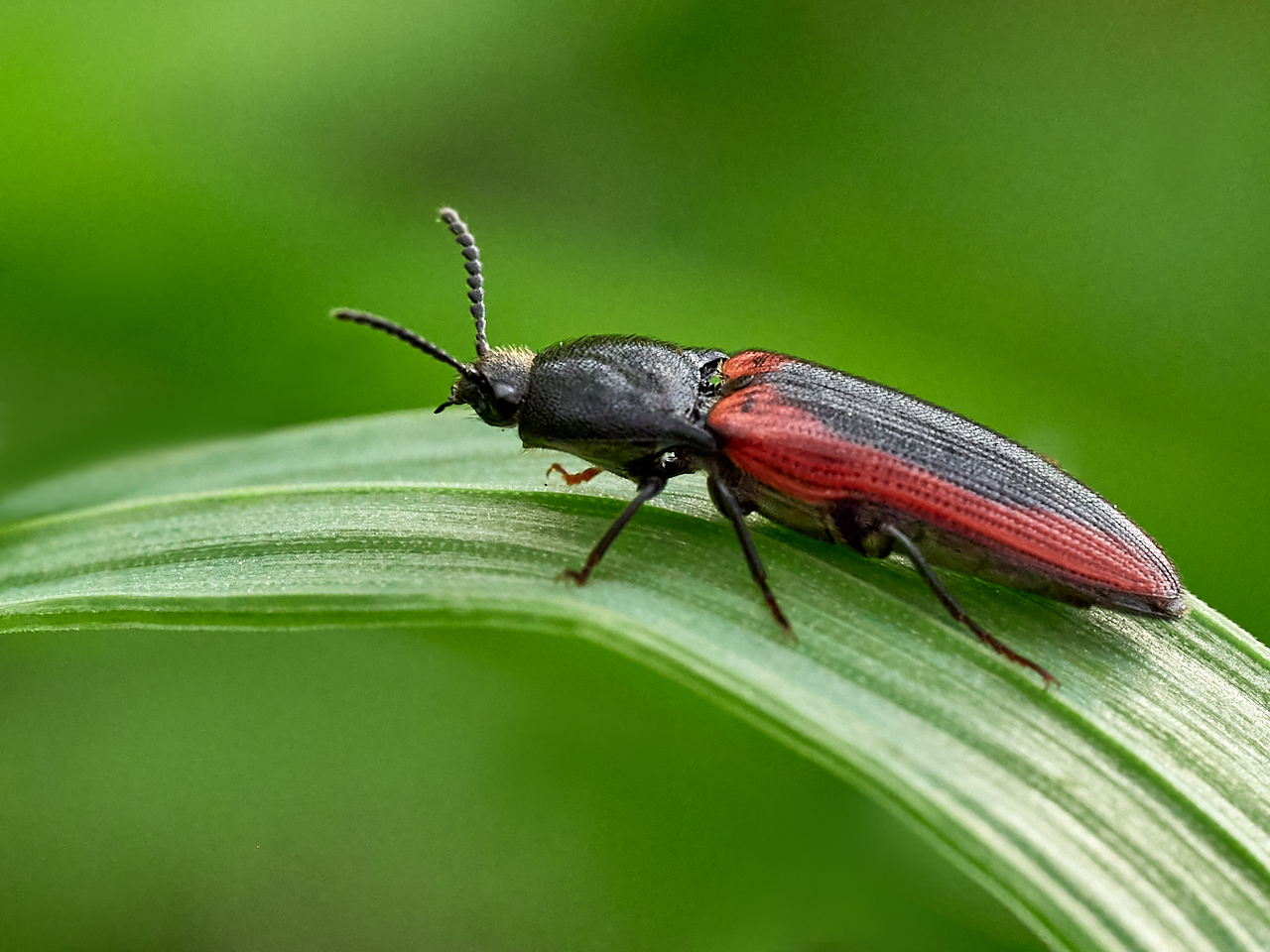 Blutroter Schnellkäfer