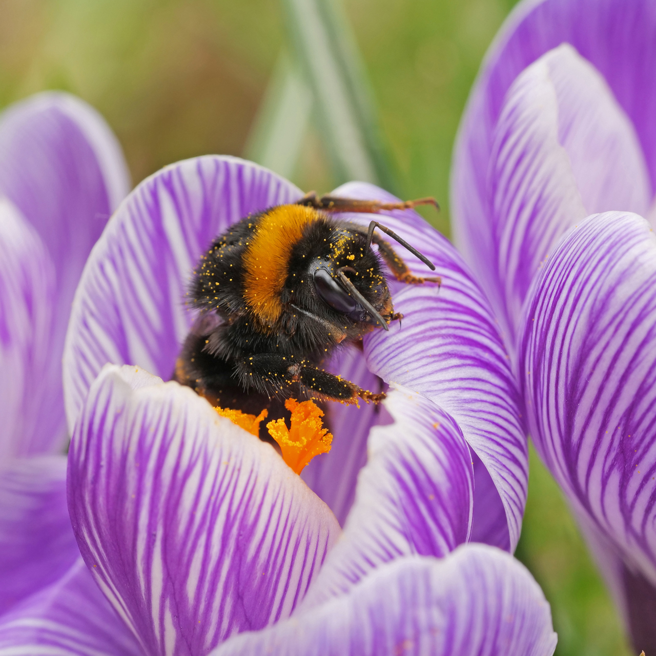 Bombus