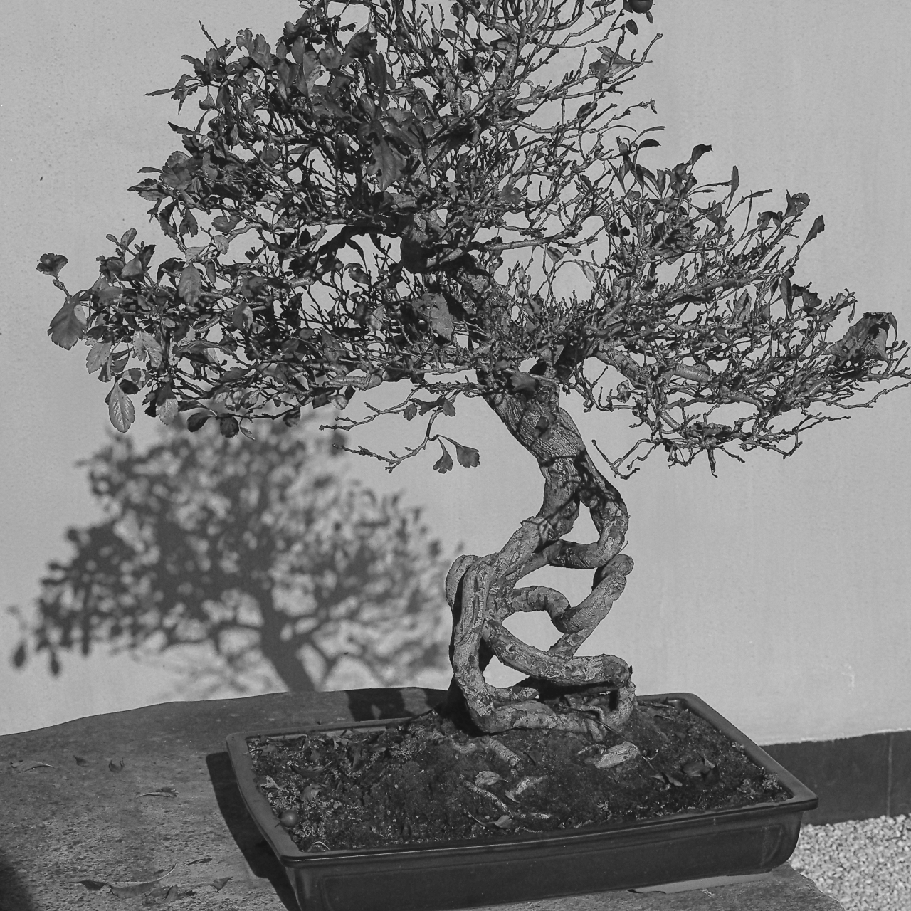 Bonsai