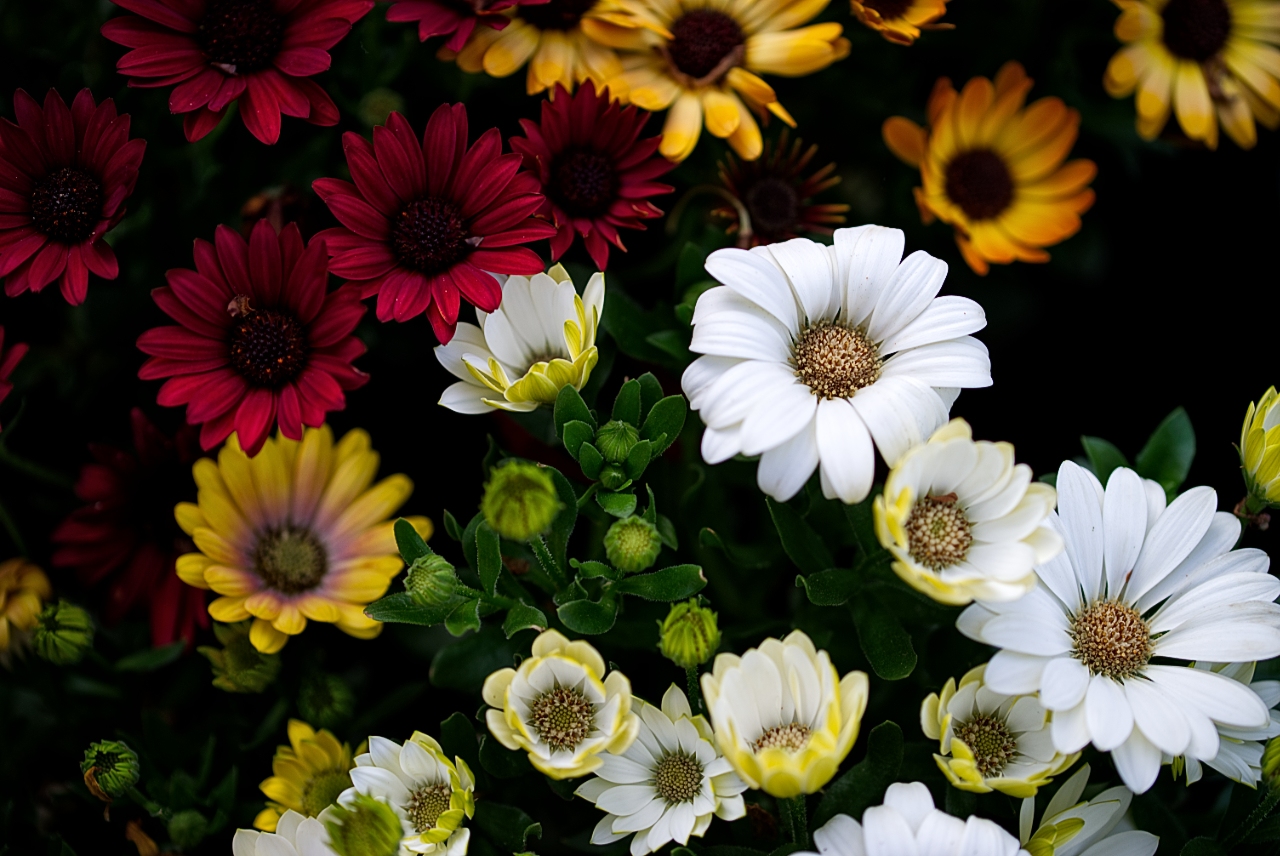 Bornholmer Margeriten dpixx.de Forum