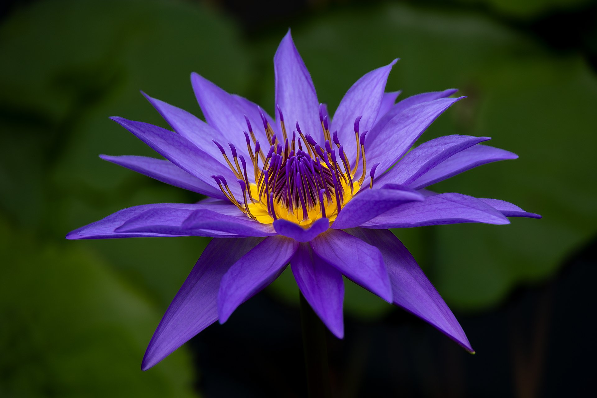 Botanischer Garten Bonn