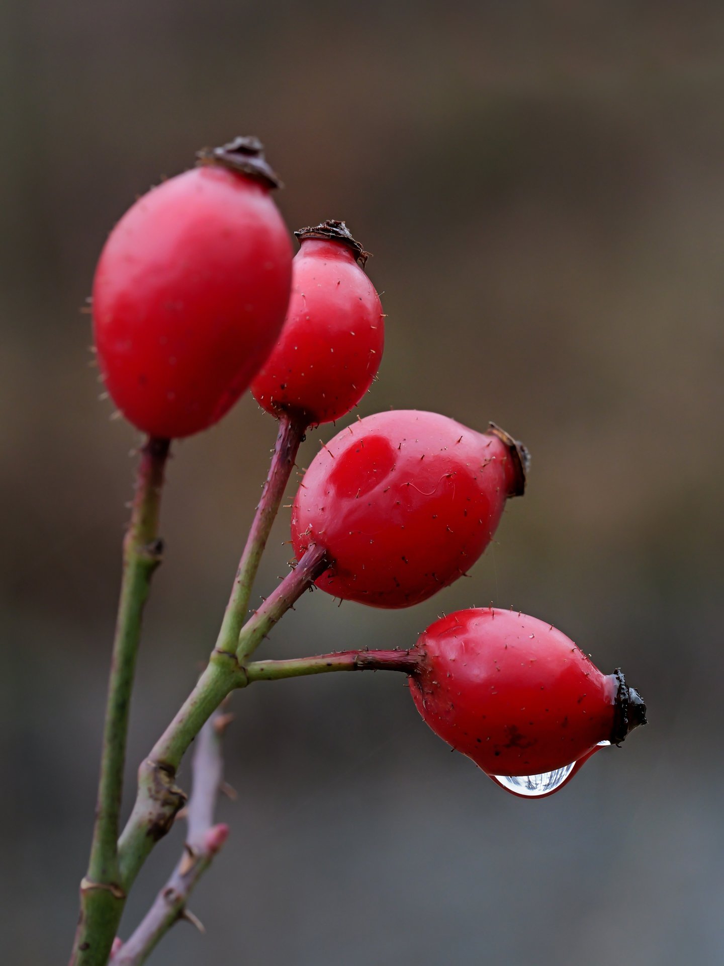 Boten des Herbstes 2