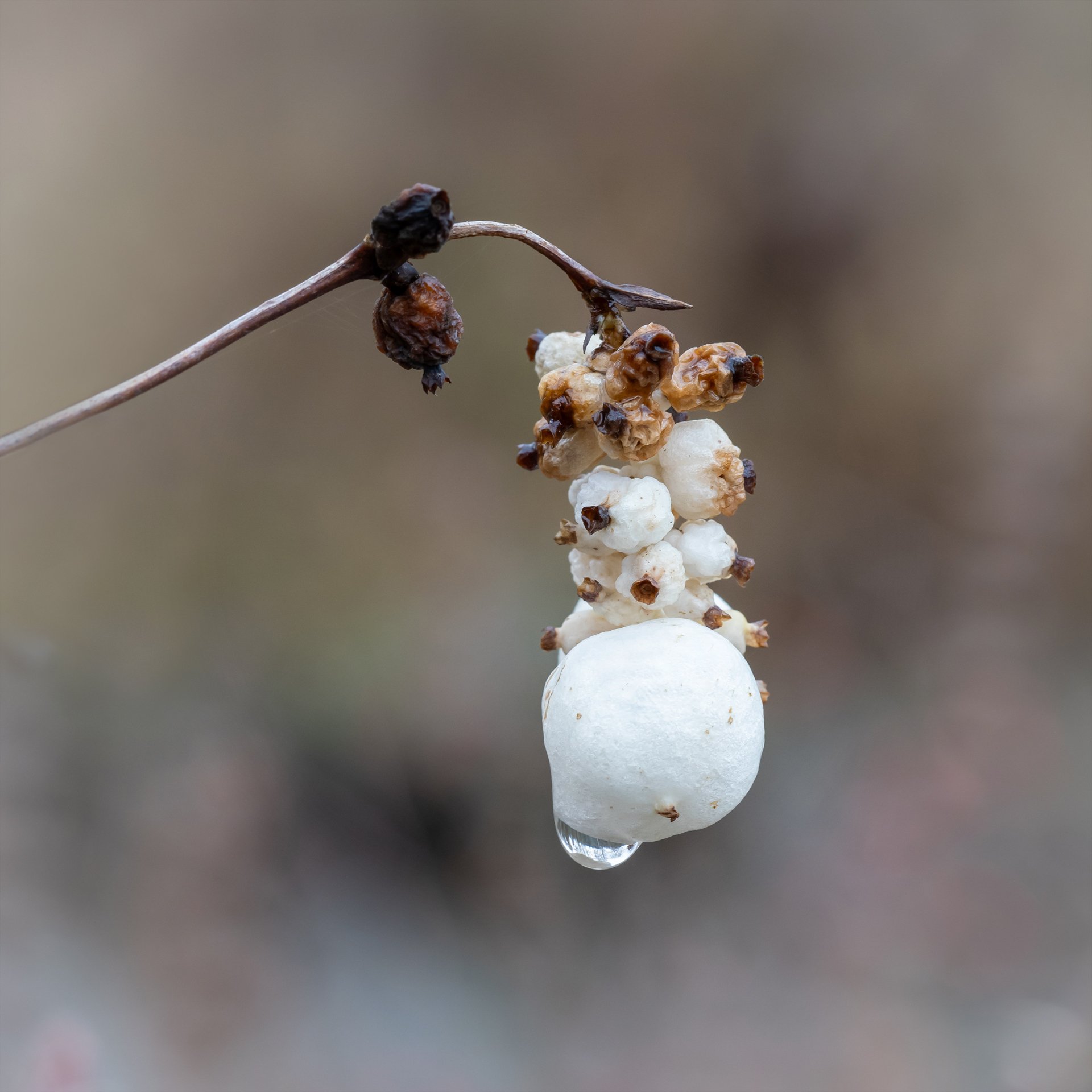 Boten des Herbstes 4