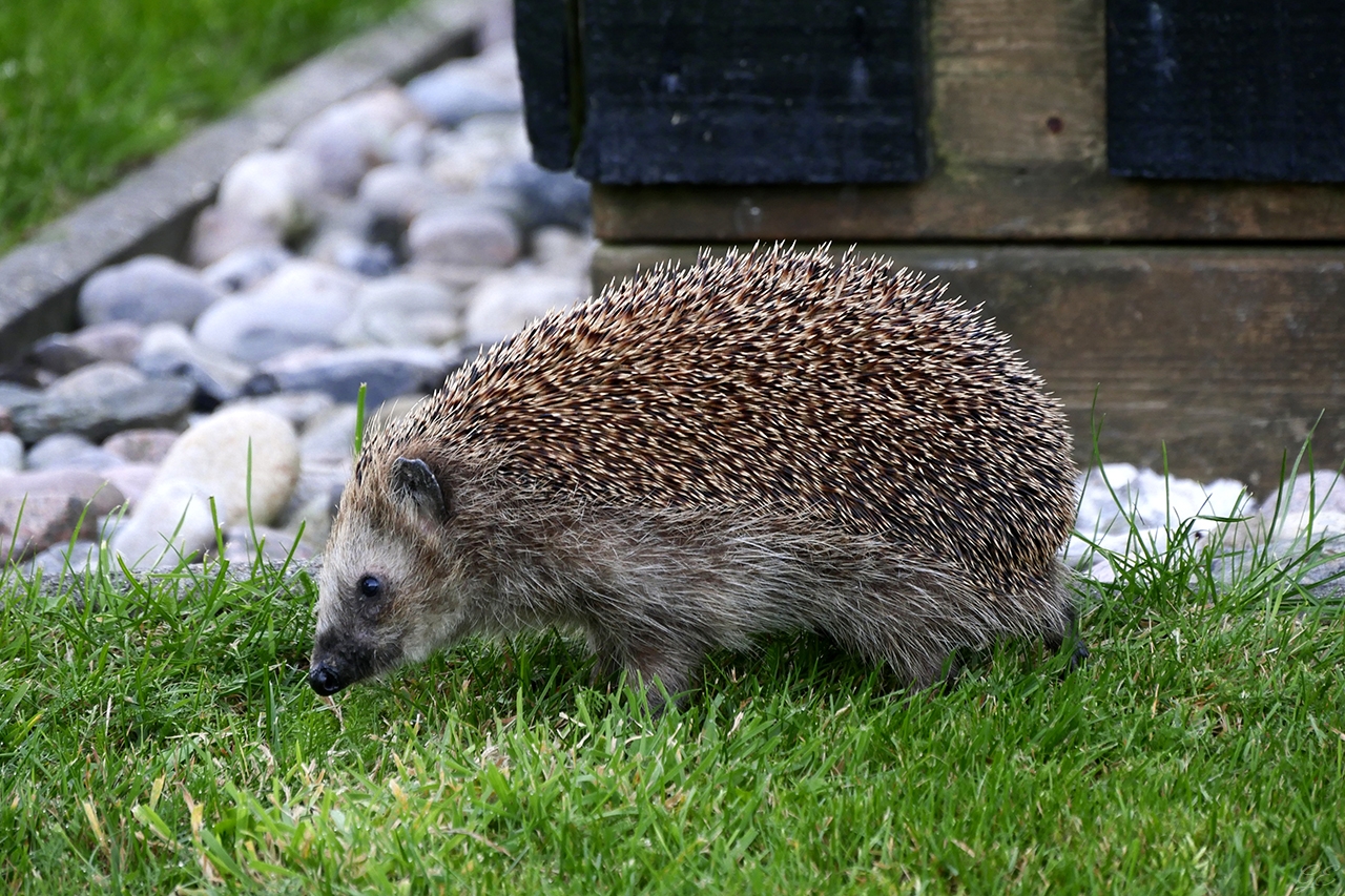 Braunbrustigel (Erinaceus europaeus)