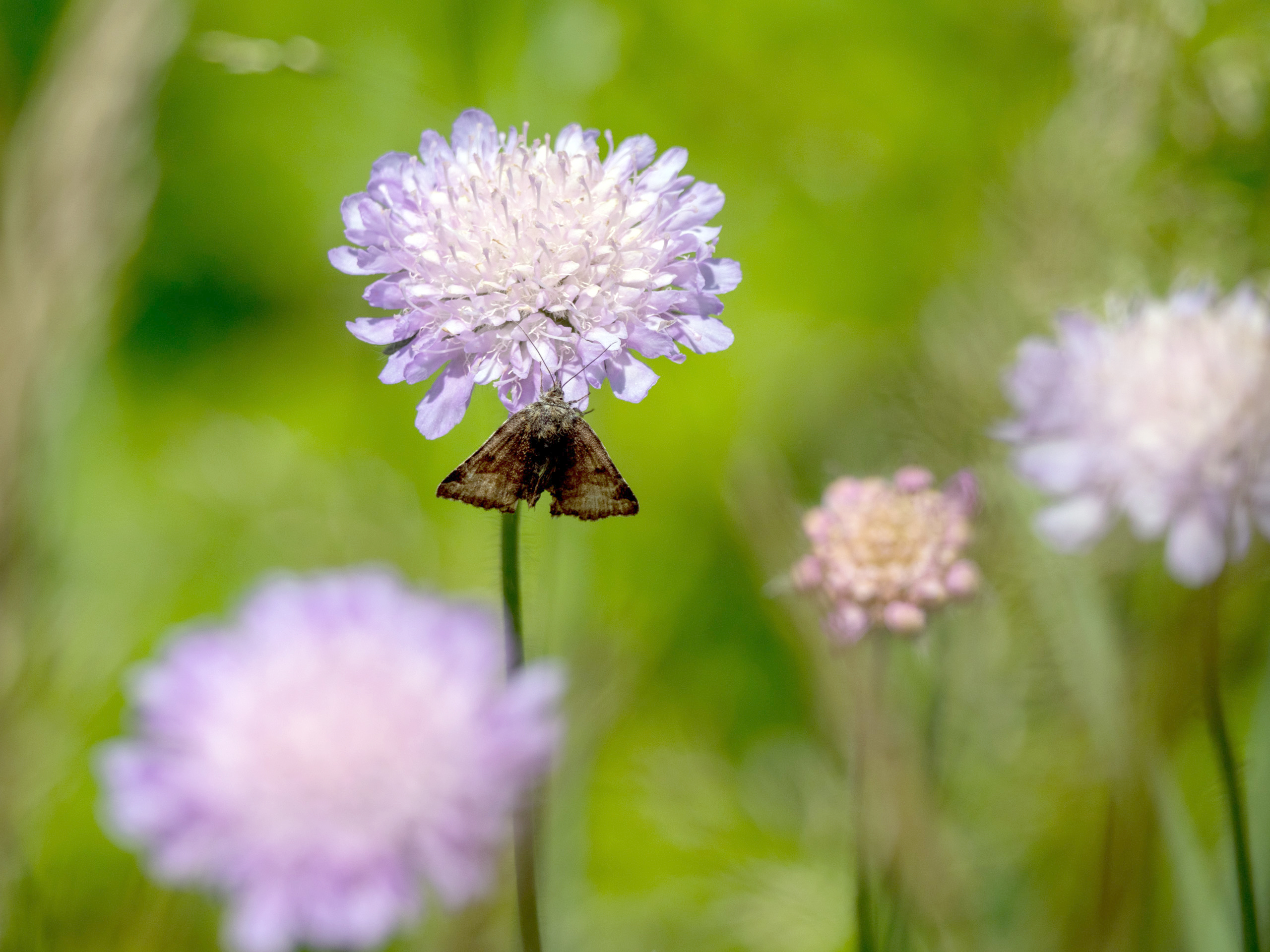 Braune Tageule auf einer Witwenblumen Wiese