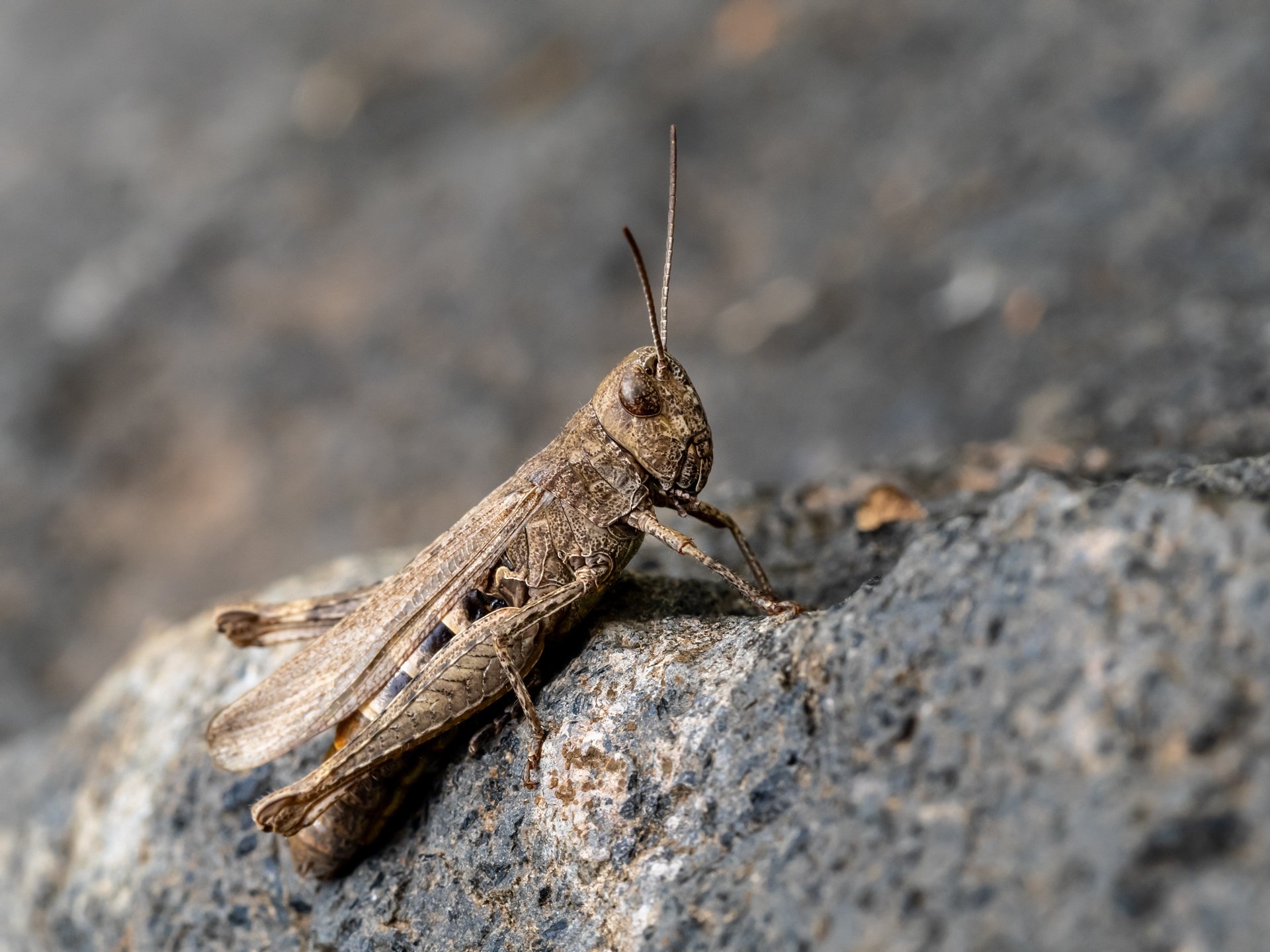 Brauner Grashüpfer