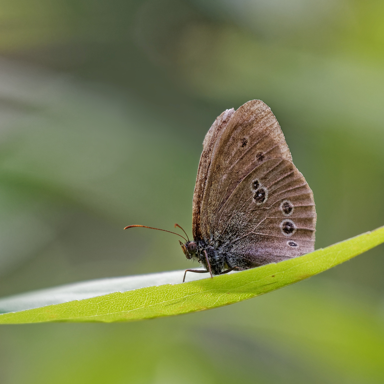 Brauner Waldvogel