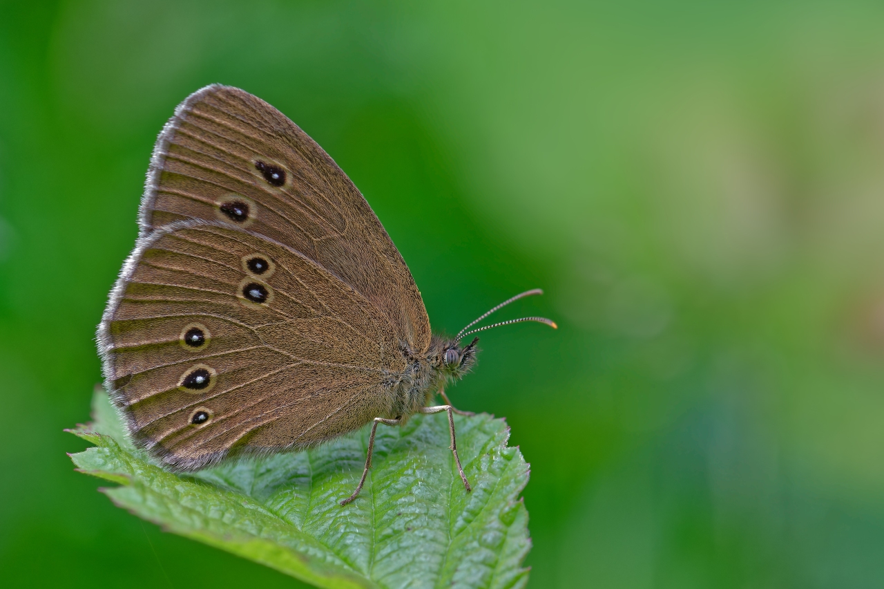 Brauner Waldvogel