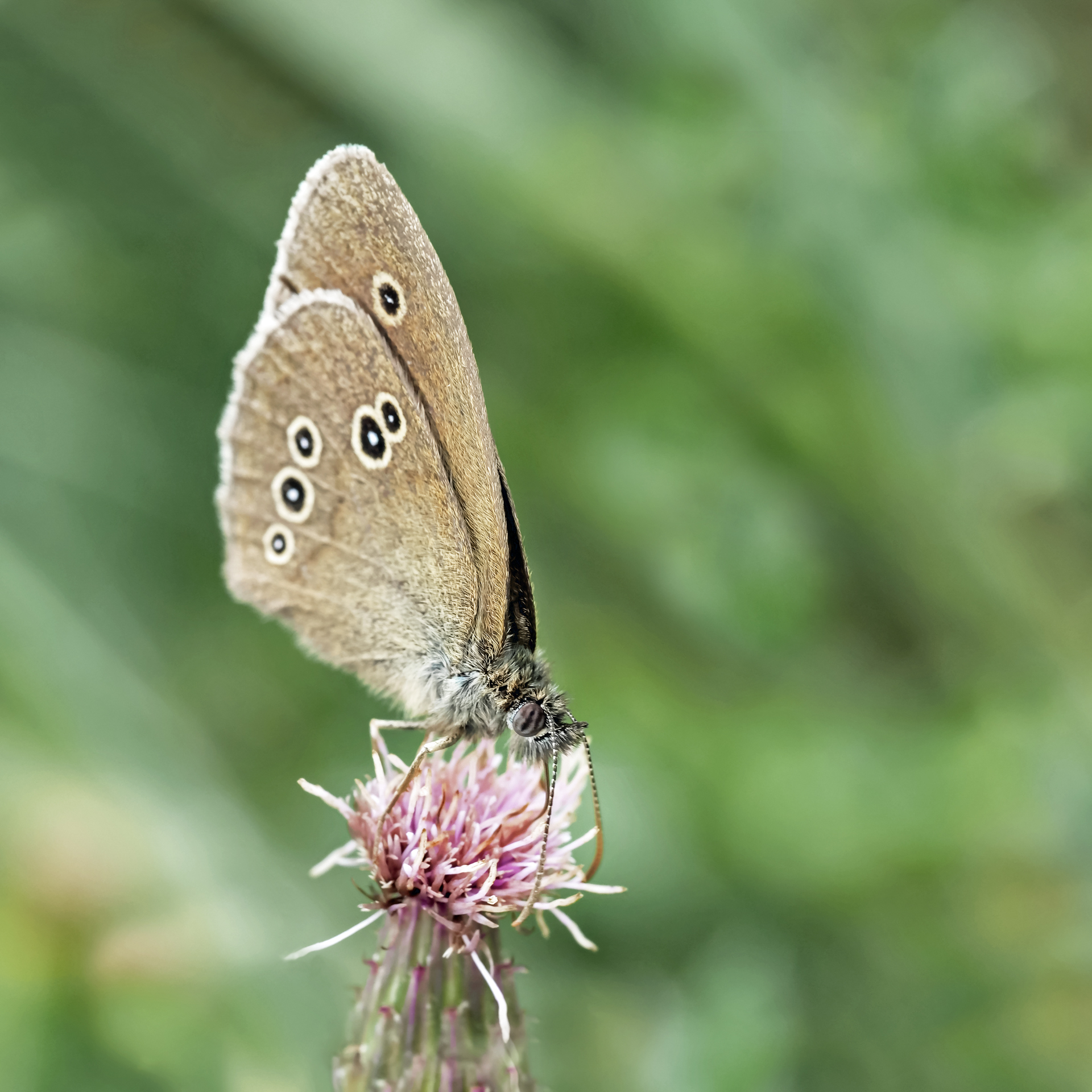 Brauner Waldvogel
