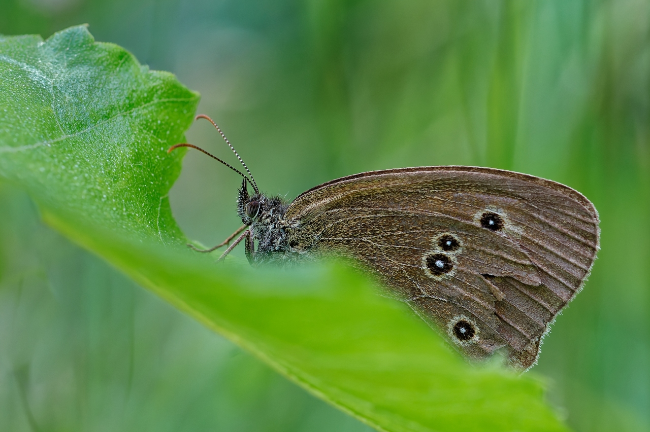 Brauner Waldvogel