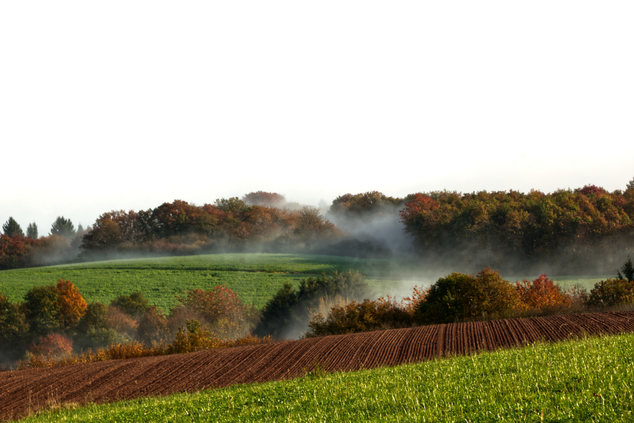 Bremm Nebel über Feldern 1 sauber