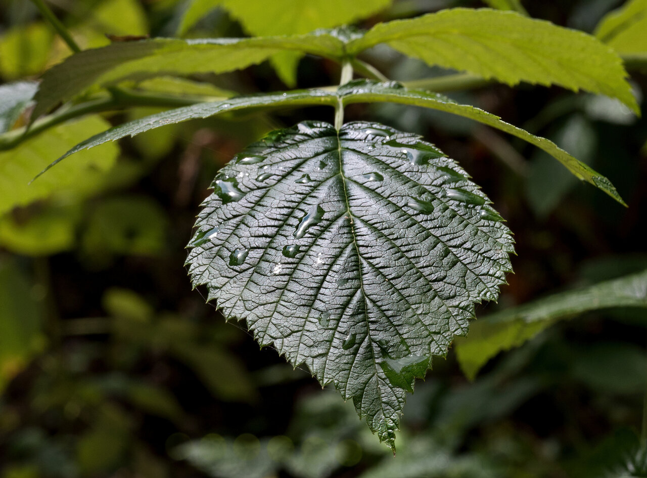 Brombeerblatt im Regen