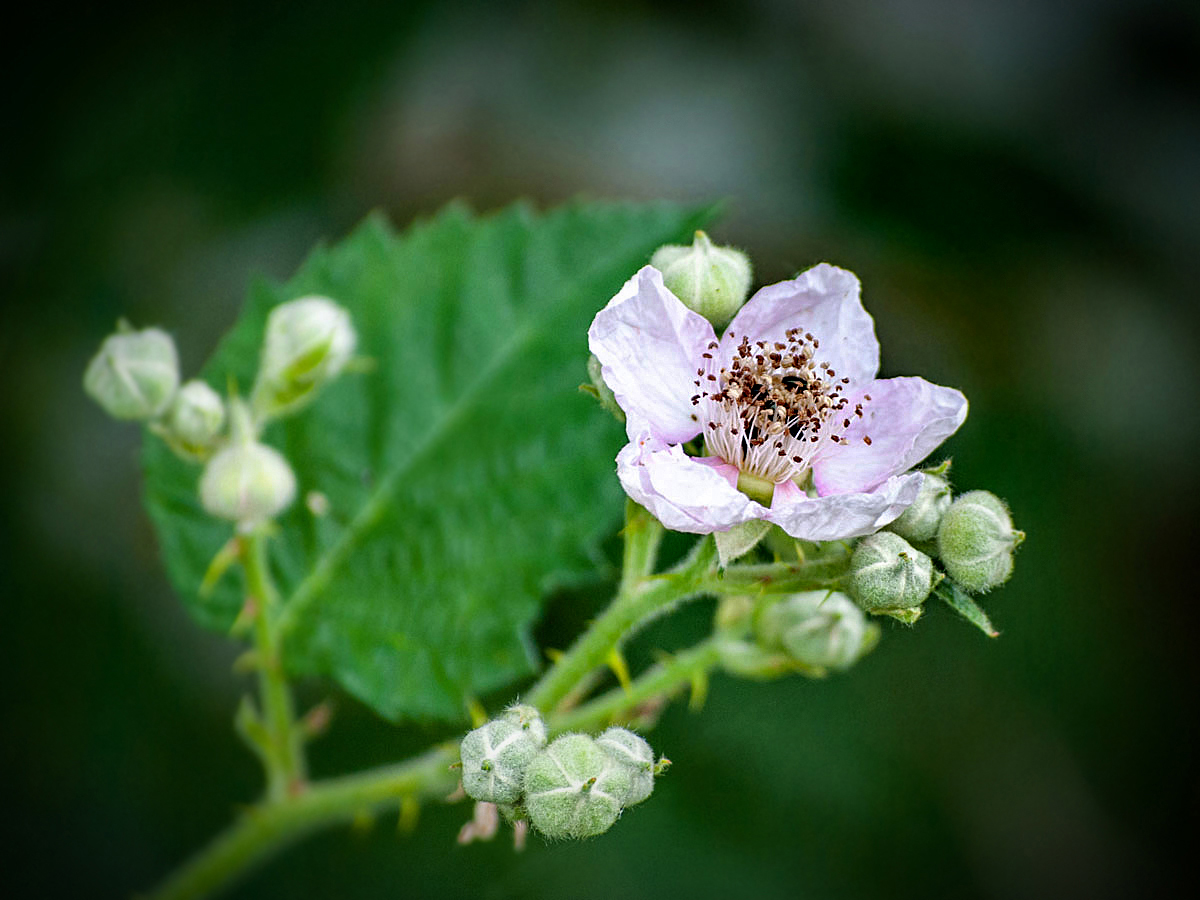 Brombeerblüte... II