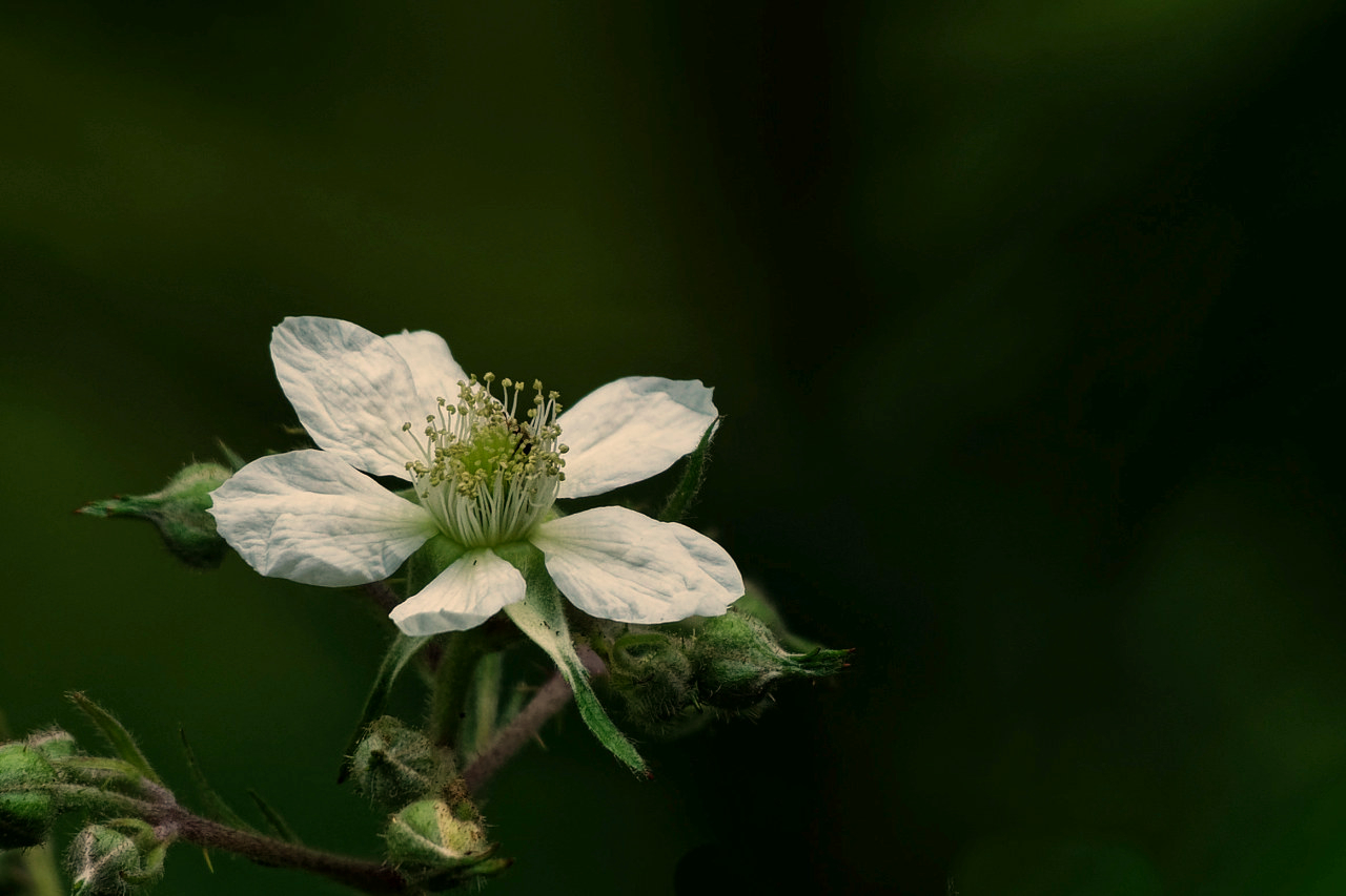 Brombeere Korrektur die2.