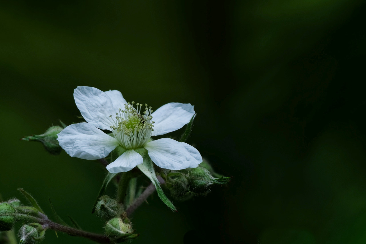 Brombeere Korrektur