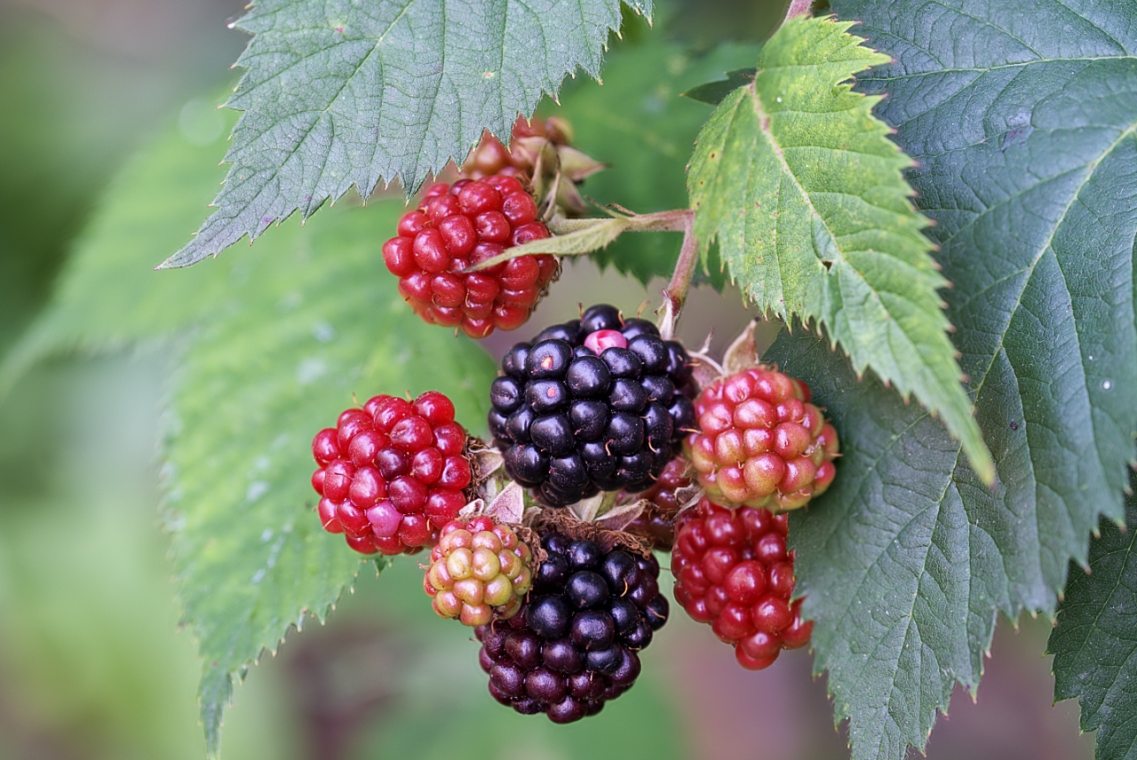 Brombeeren