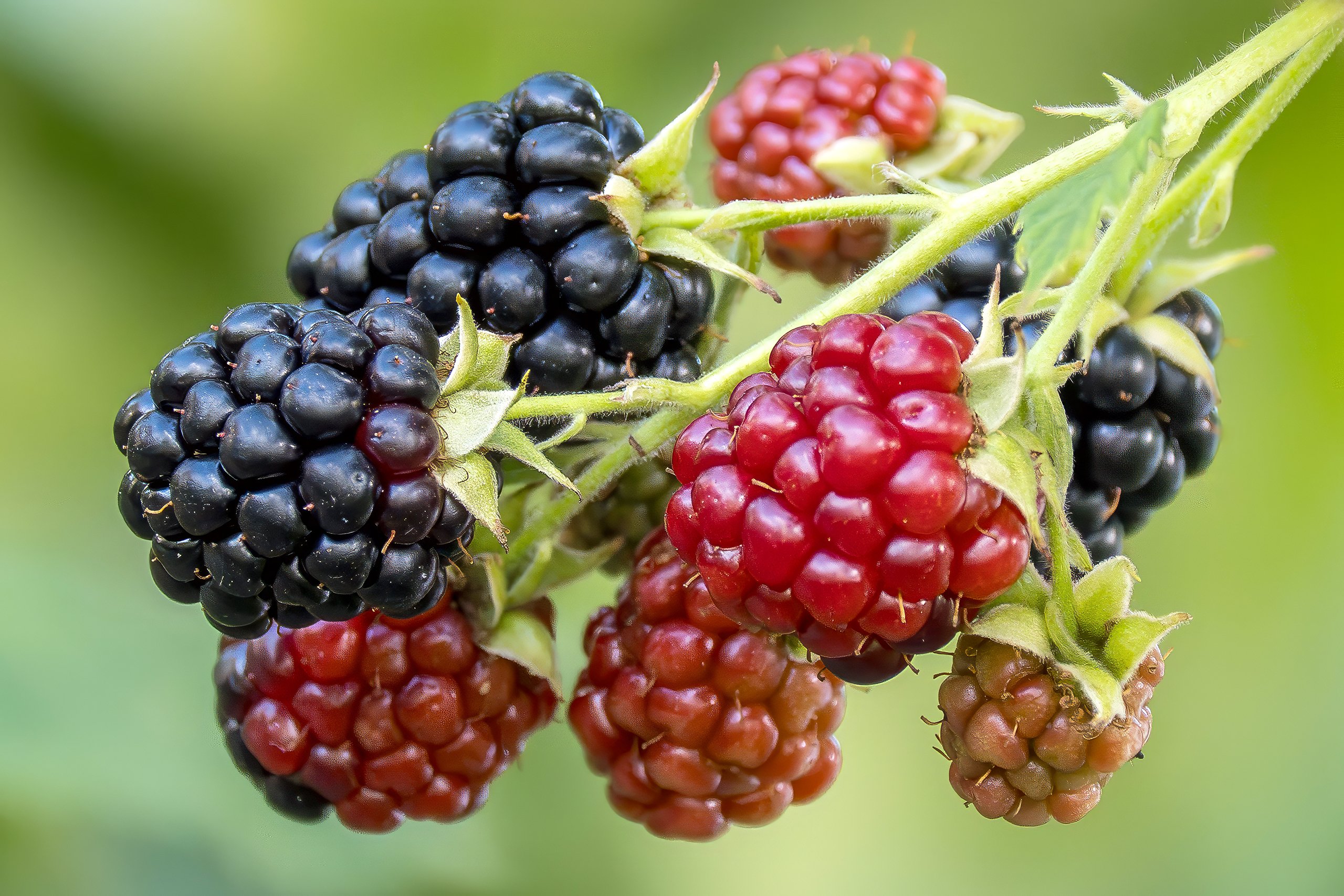 Brombeeren