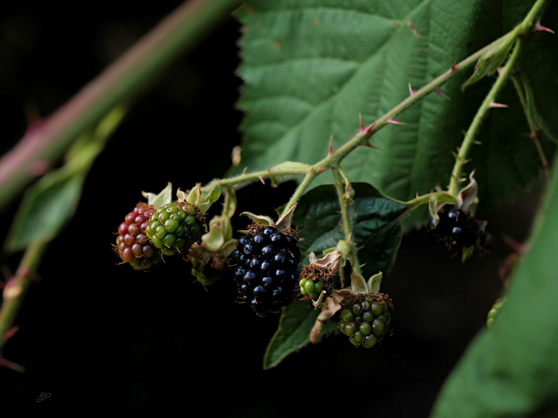 Brombeeren