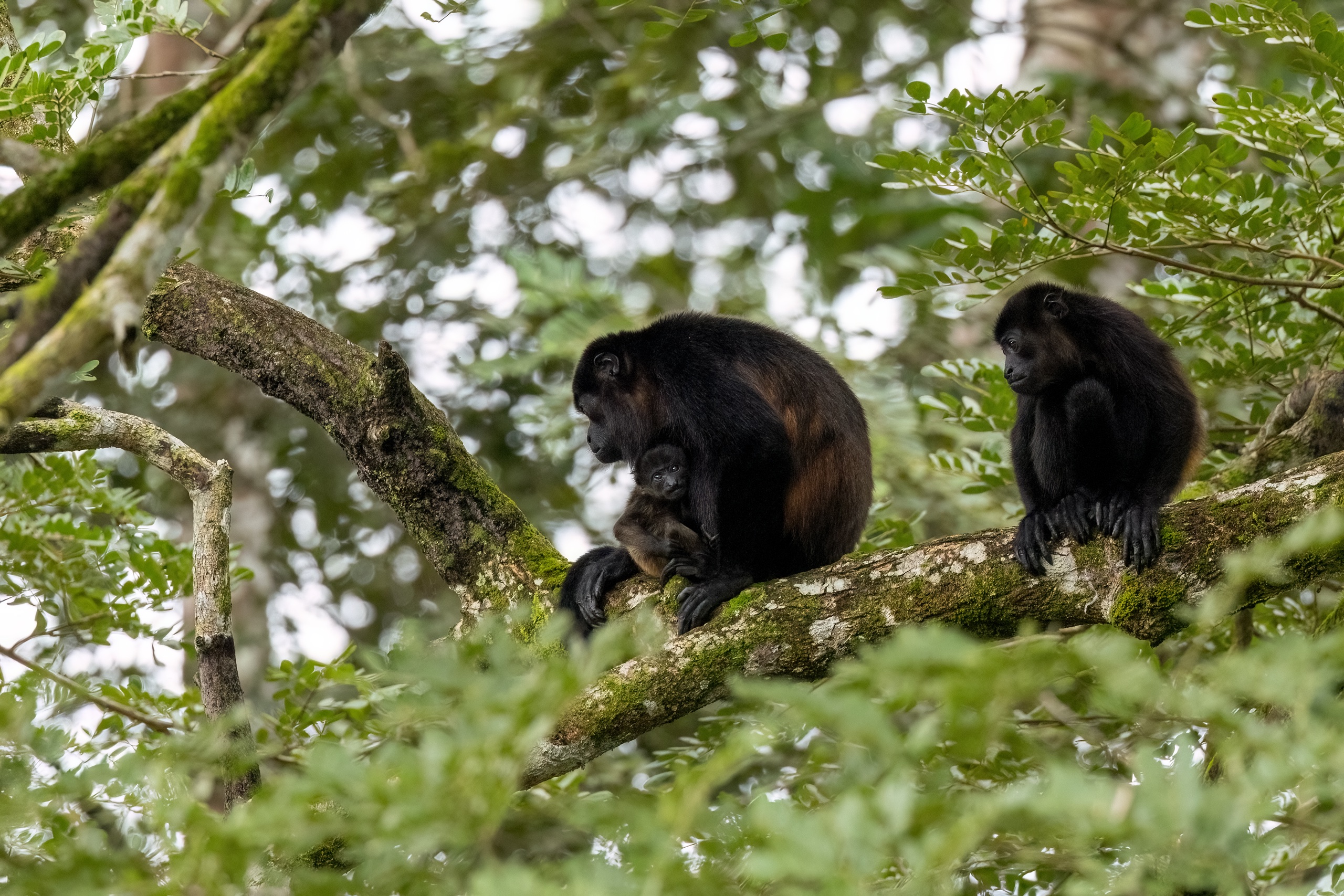 Brüllaffen mit Nachwuchs