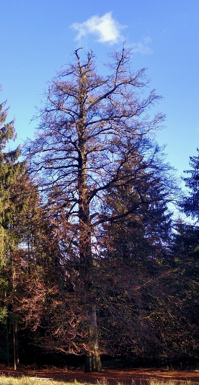 Buche am Alten Postweg