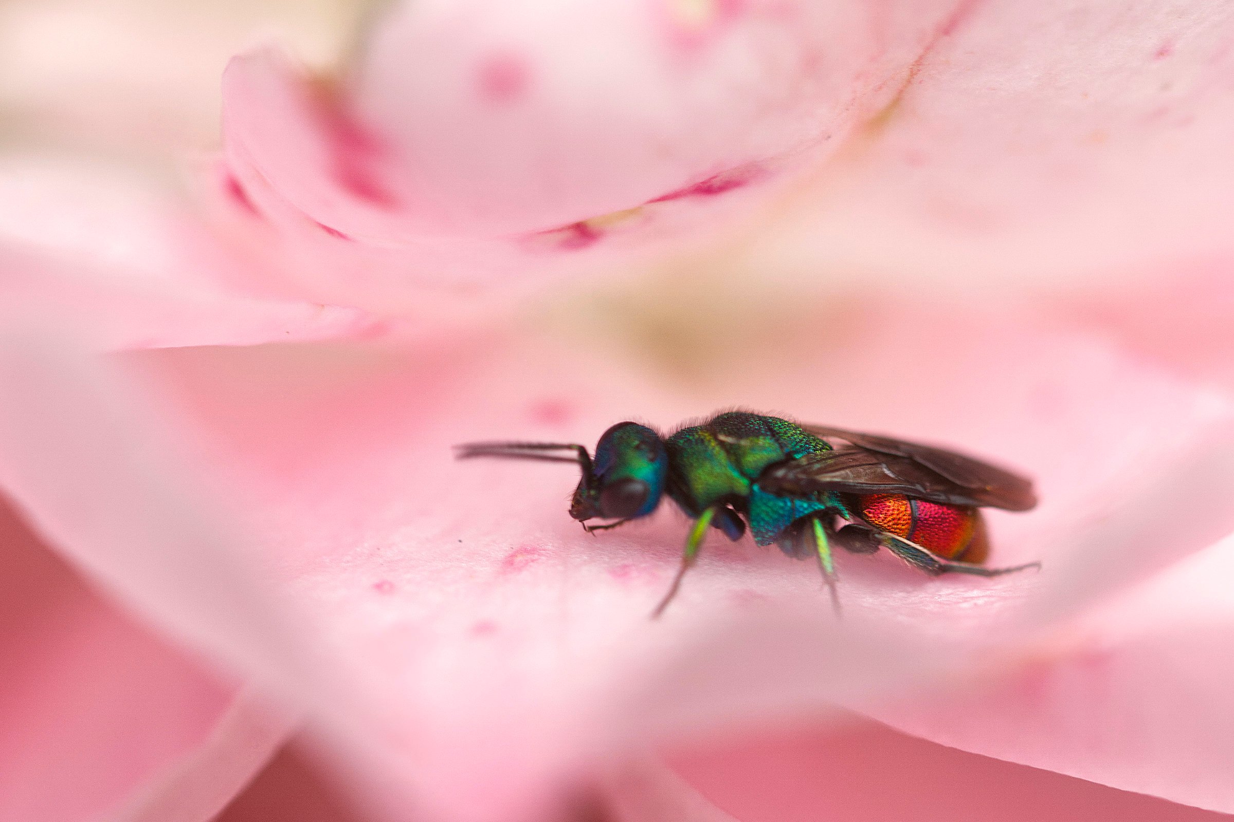 bunte Fliege
