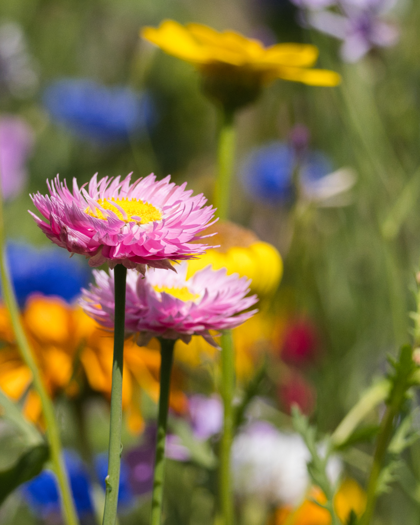 Bunte Vielfalt