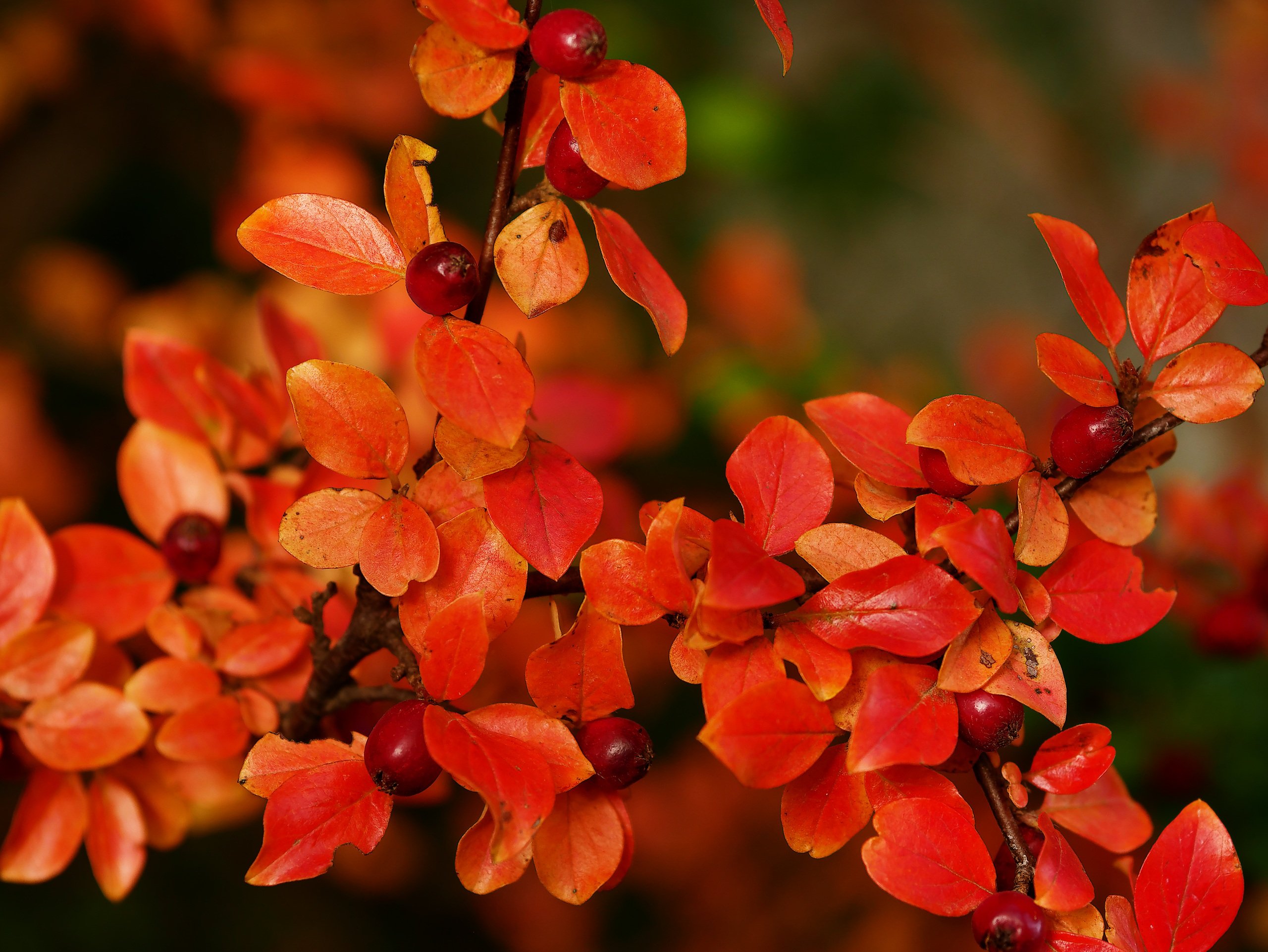Bunter Herbst