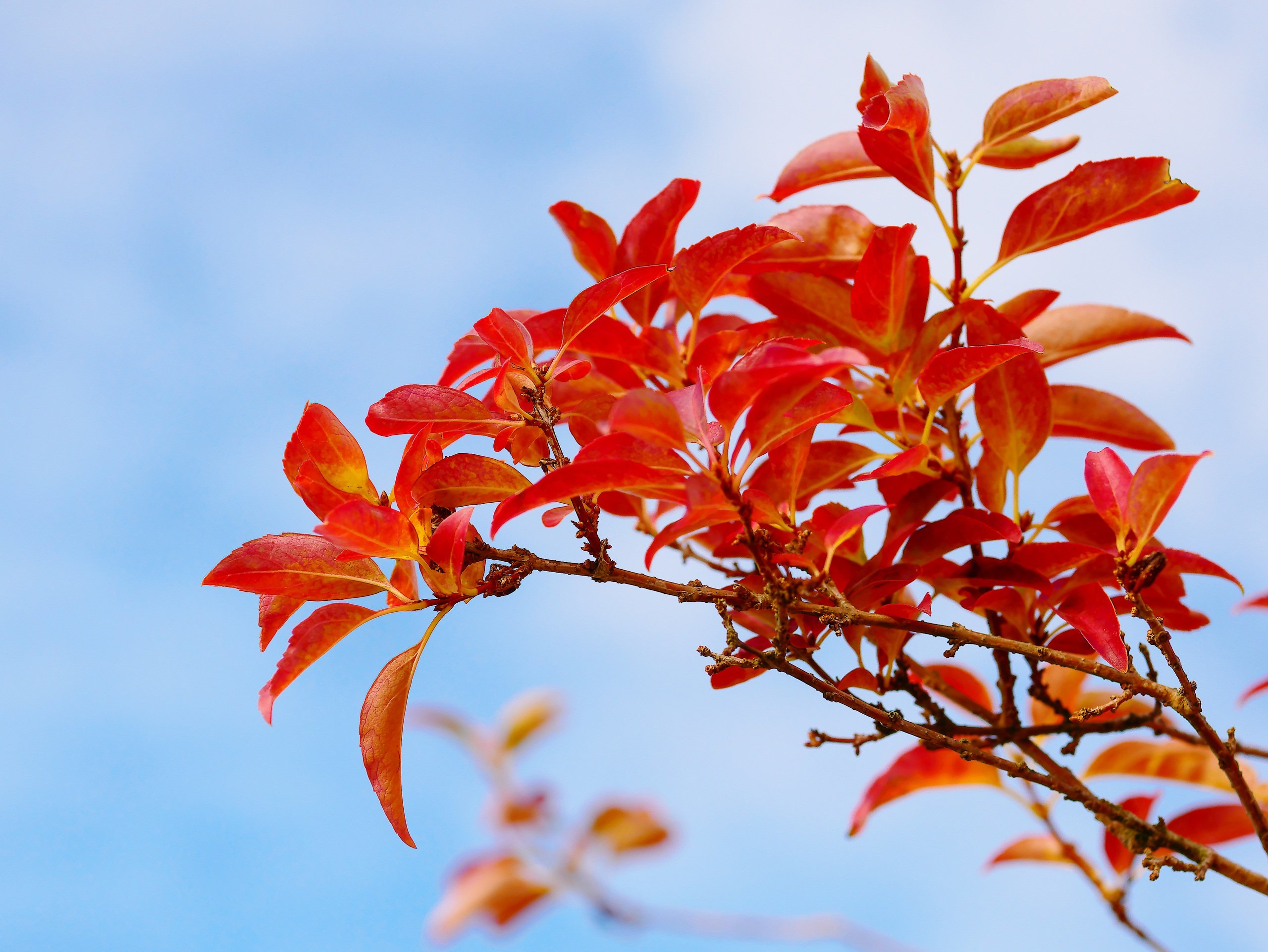 Bunter Herbst