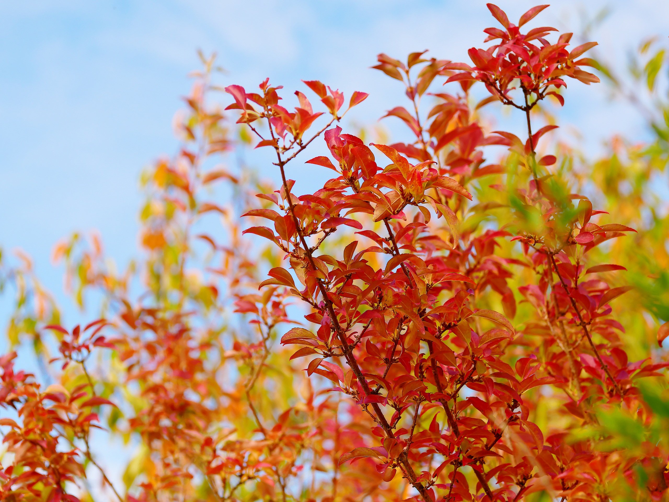Bunter Herbst