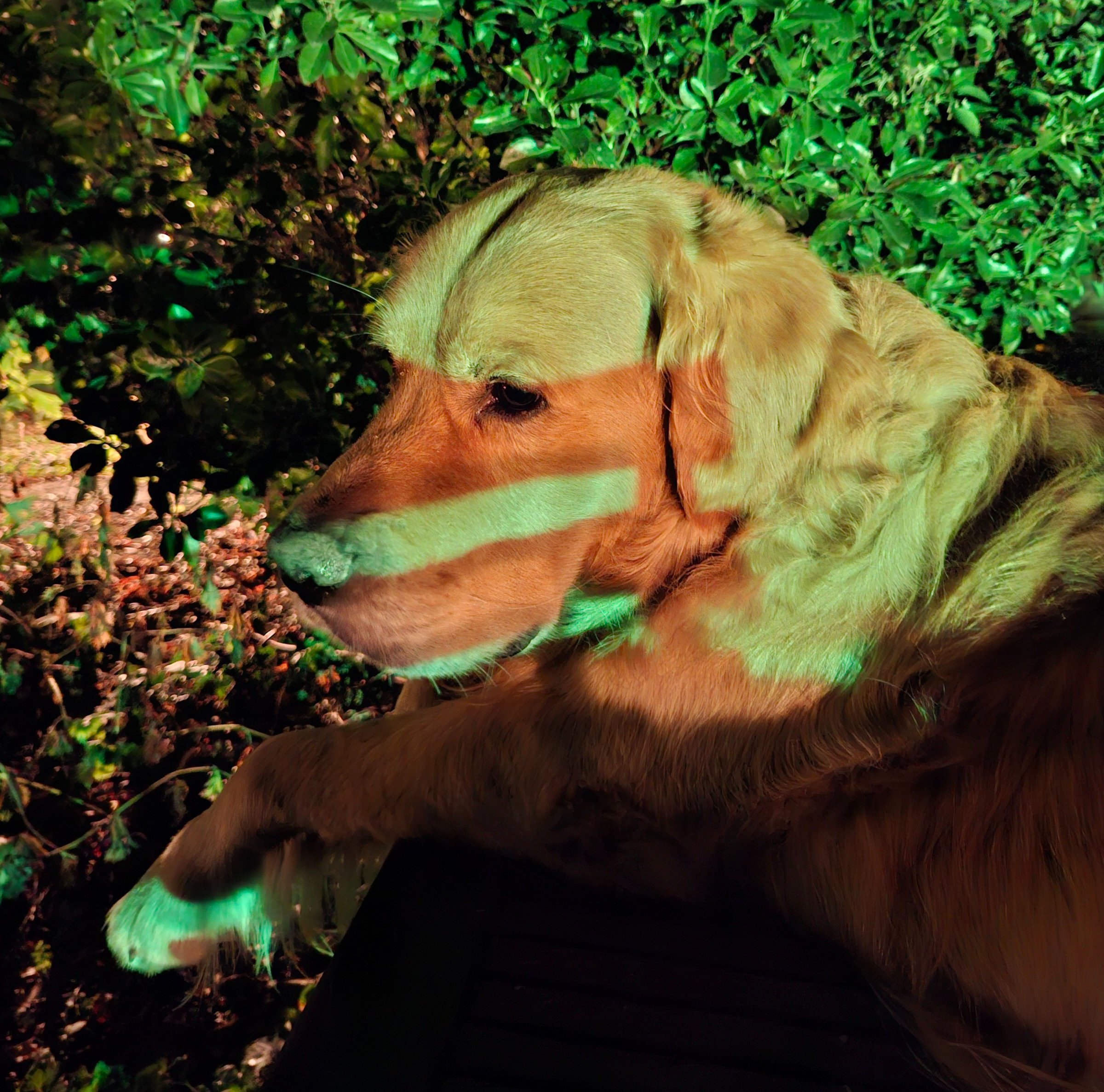 Bunter Hund.