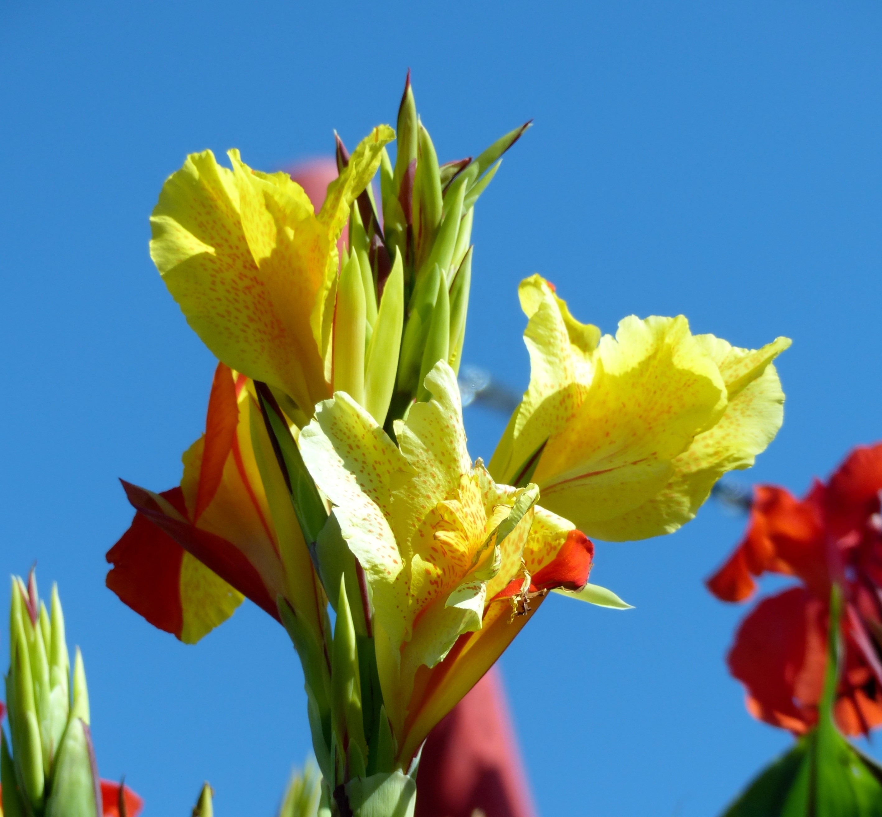 Bunter Sommer
