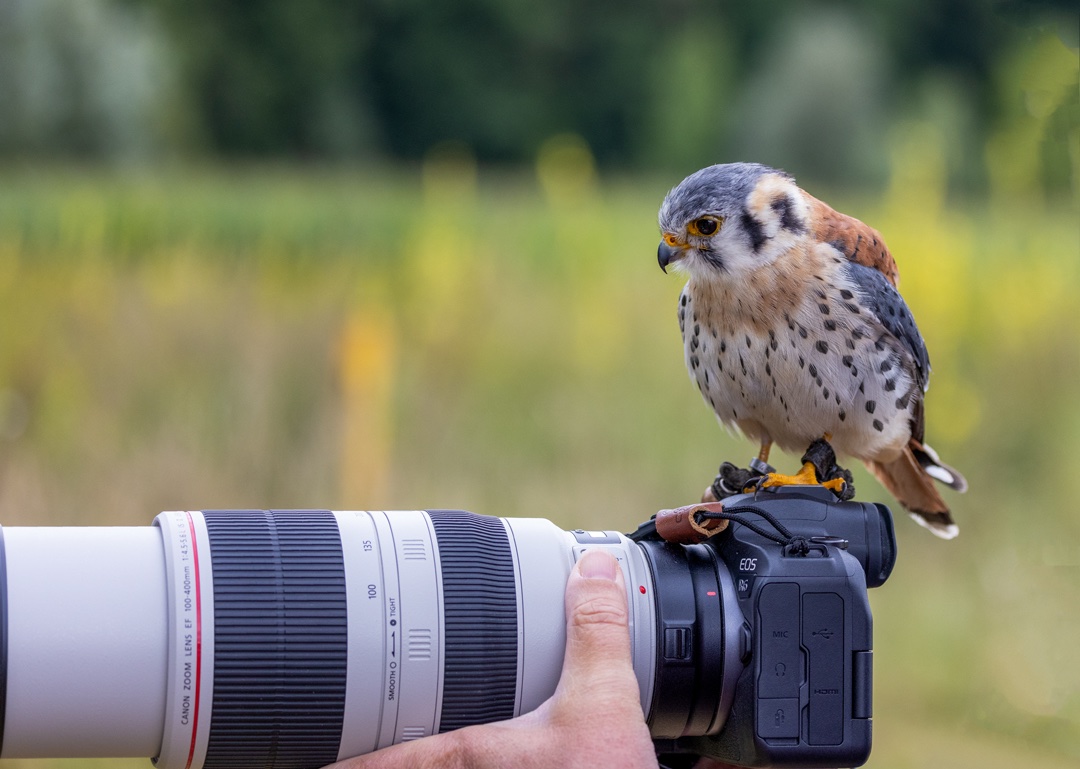 Buntfalke