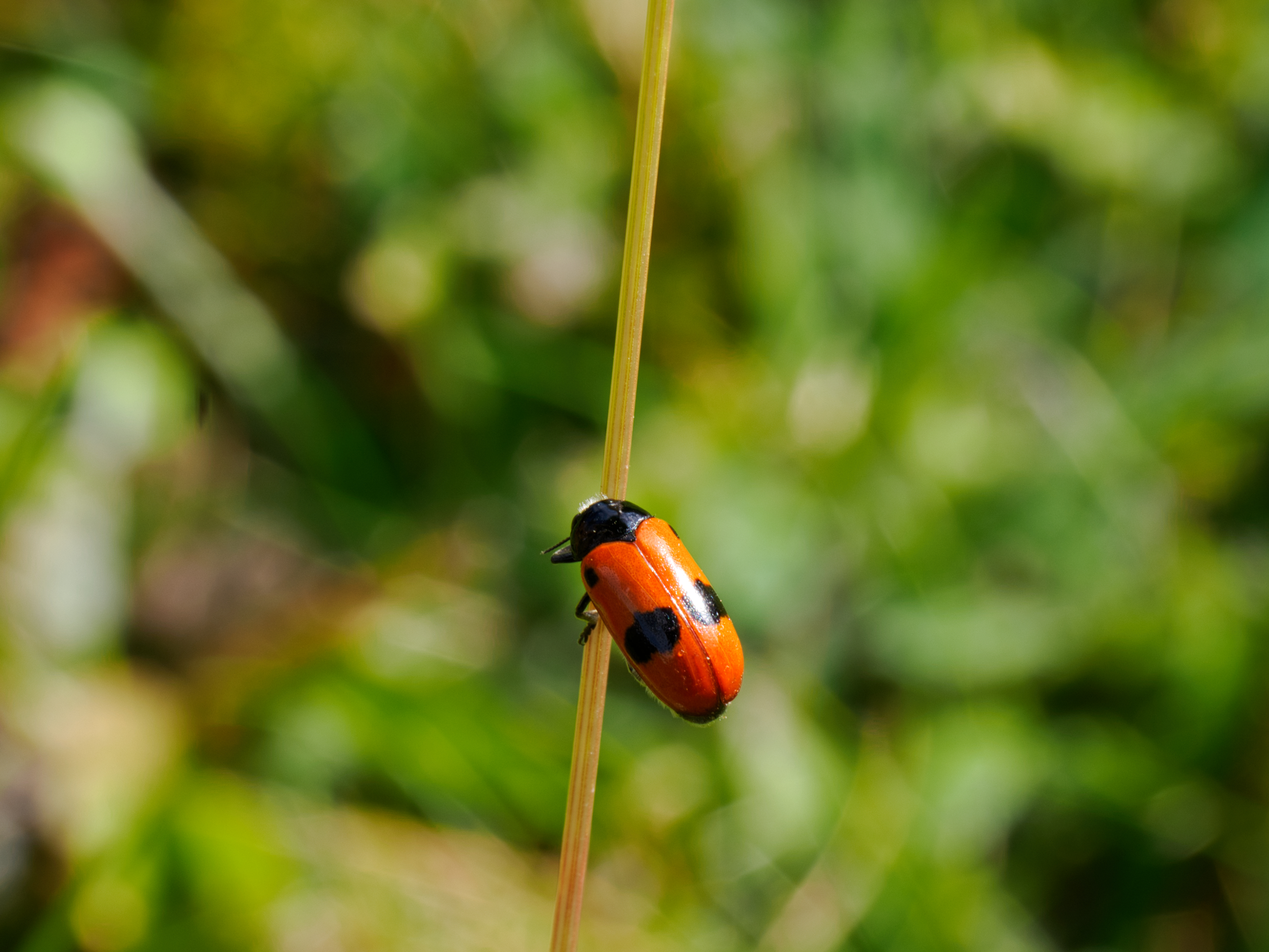 Buntling